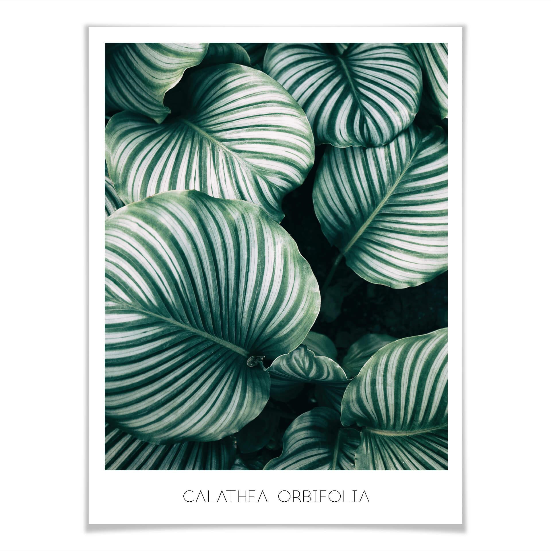 Poster Calathea Orbifolia