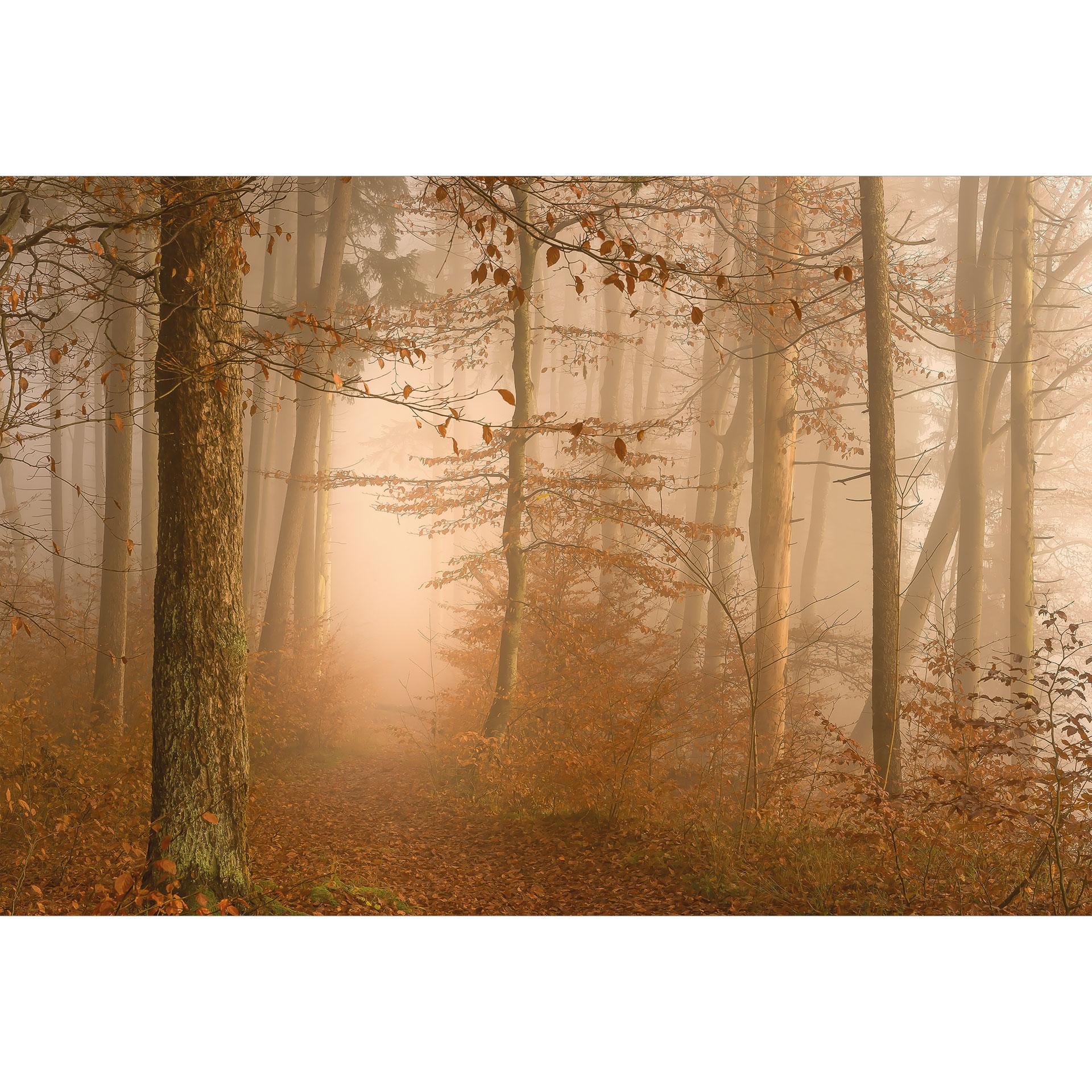 Bos Fotobehang - mist en licht in een herfstbos - Maier