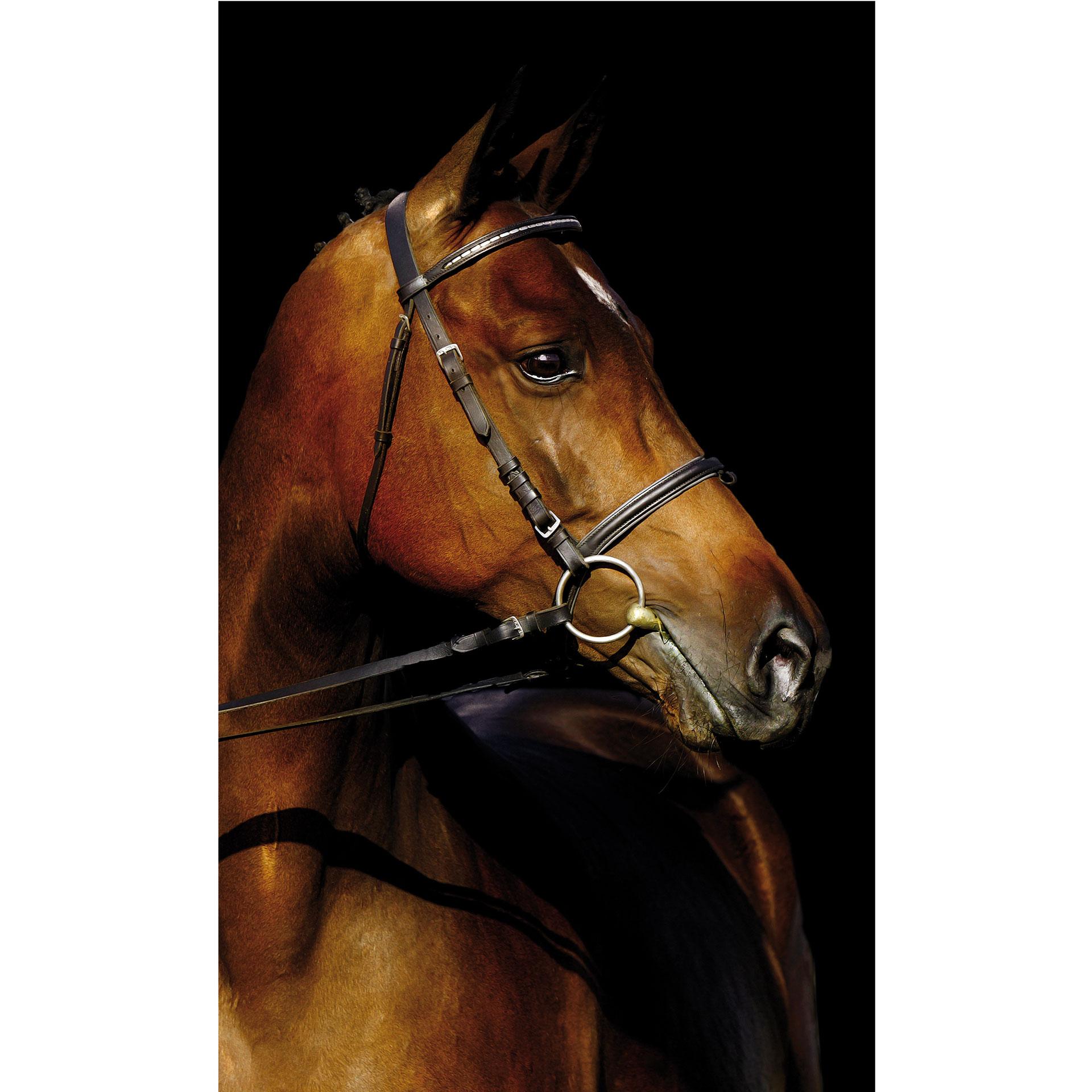 Fototapete Stallion