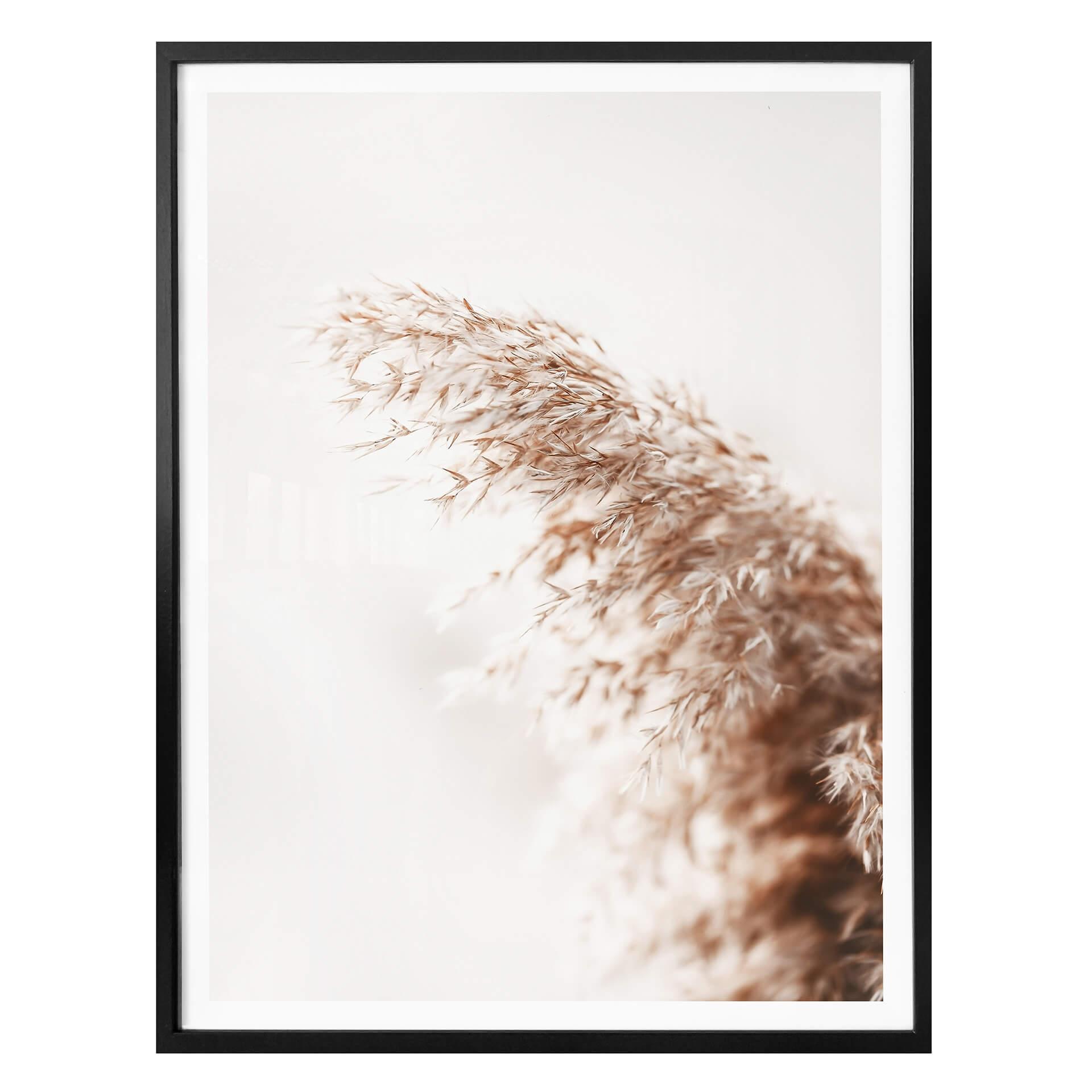 Plakat - Pampasgræs