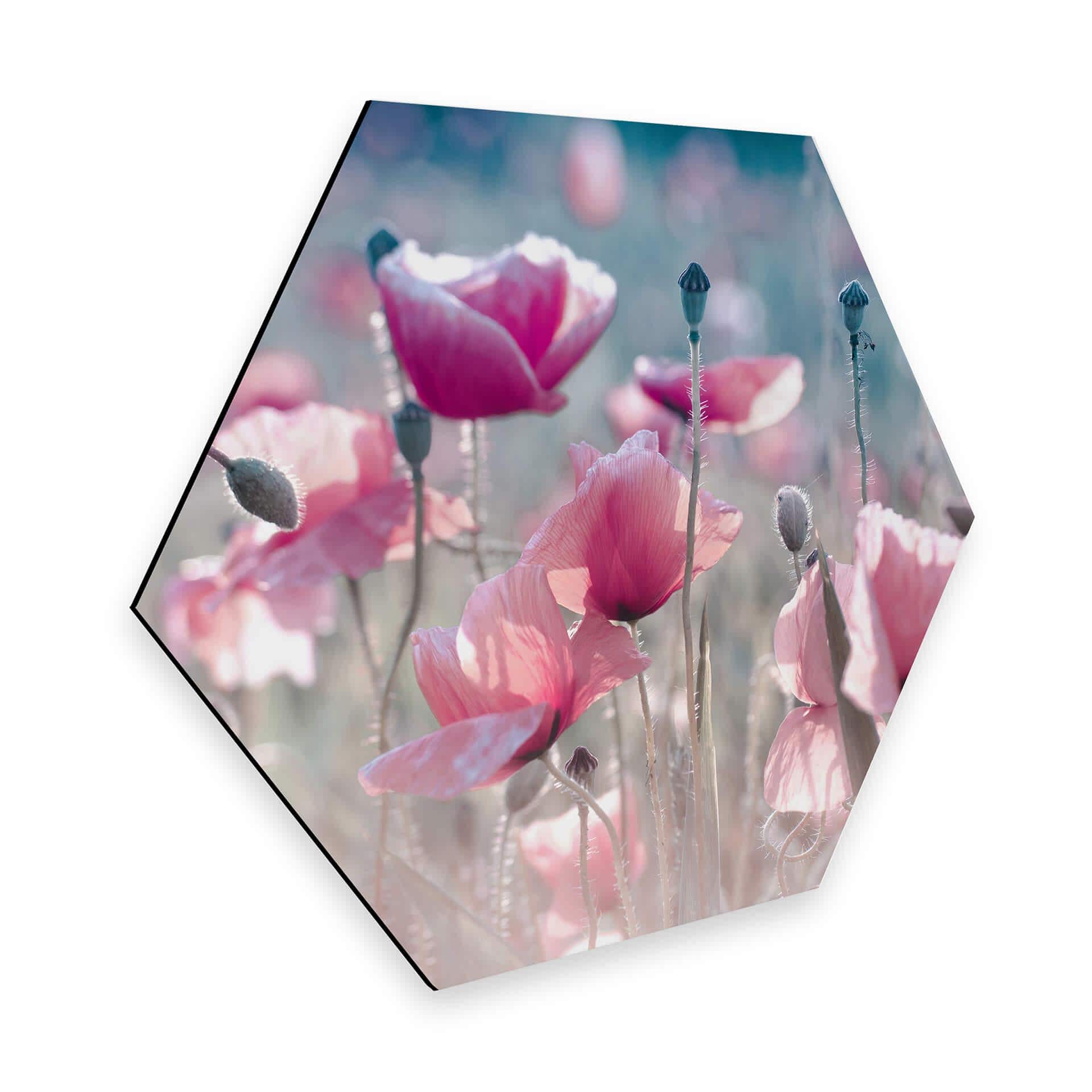Hexagone - Alu-Dibond Delgado - Champ de coquelicots