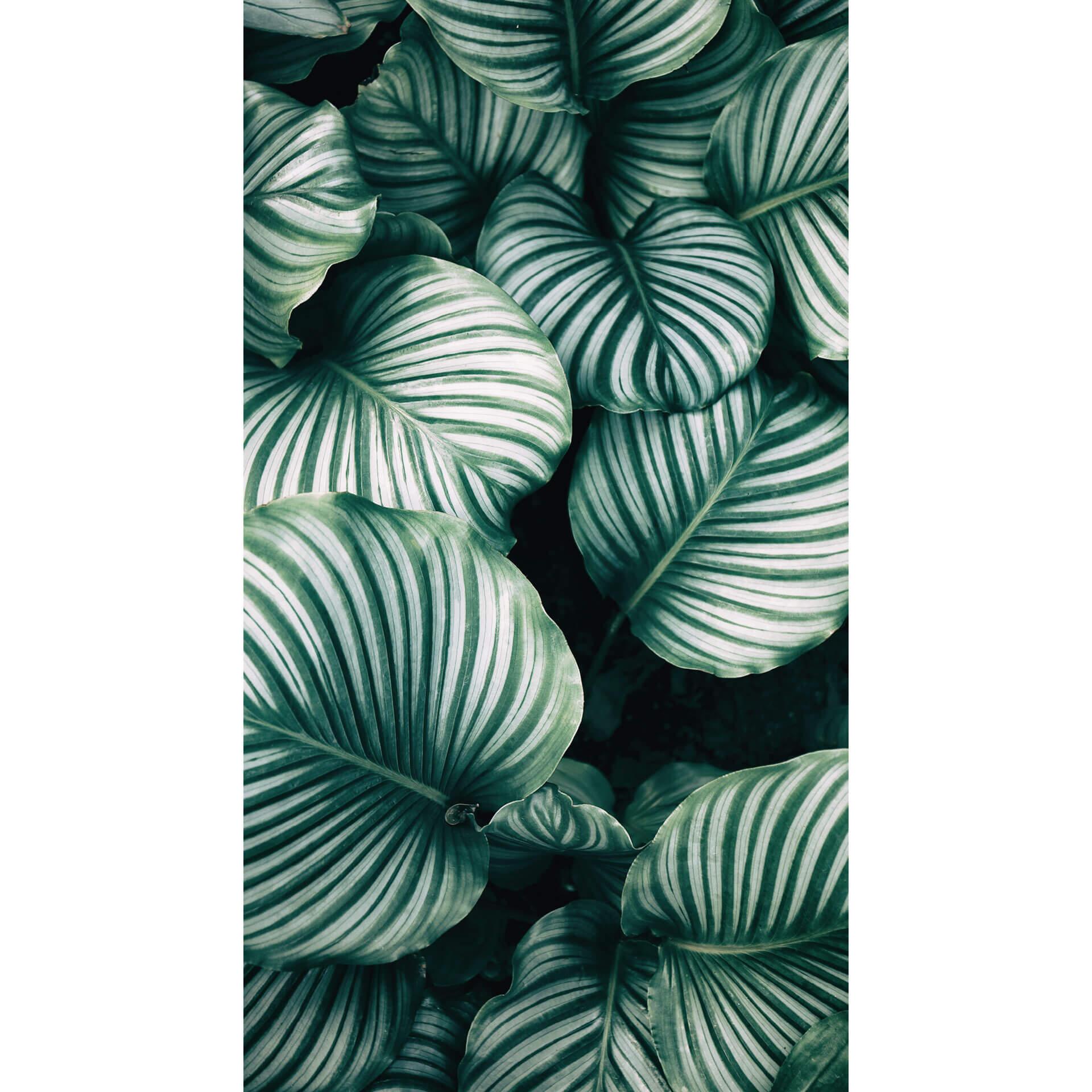 Fotobehang - Calathea Orbifolia