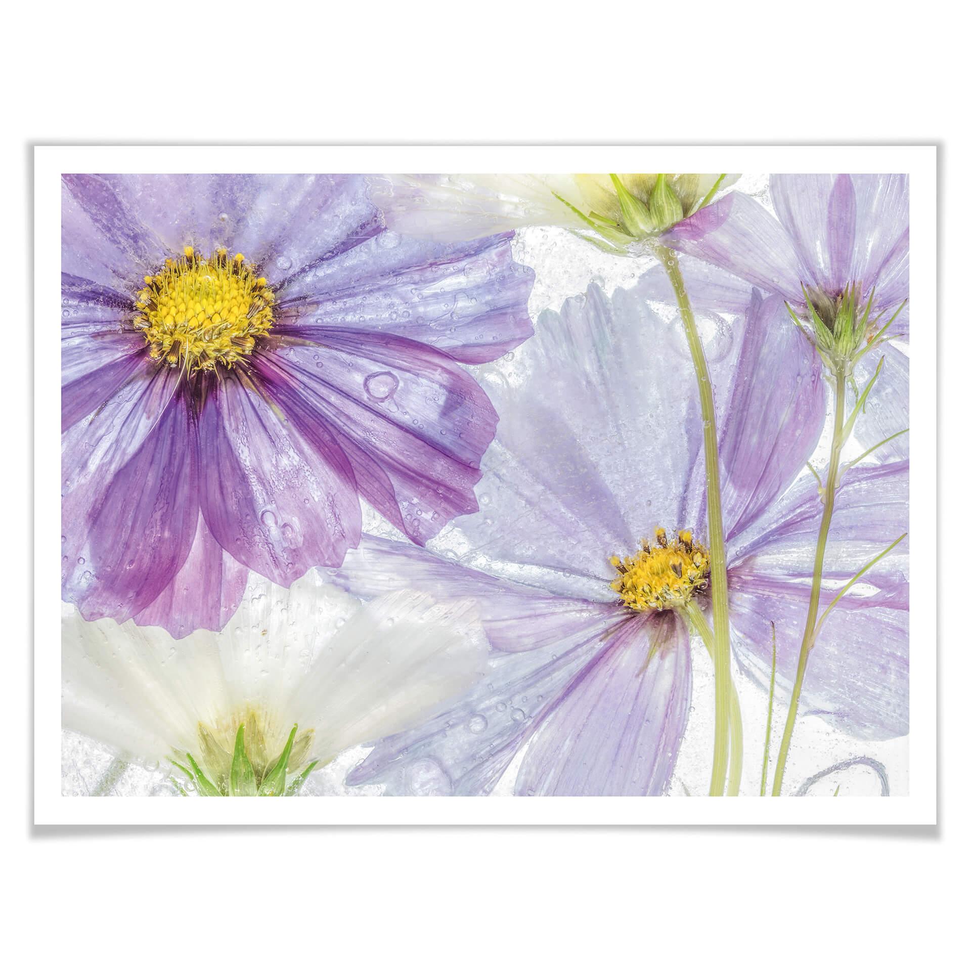 Póster Disher - Flores congeladas