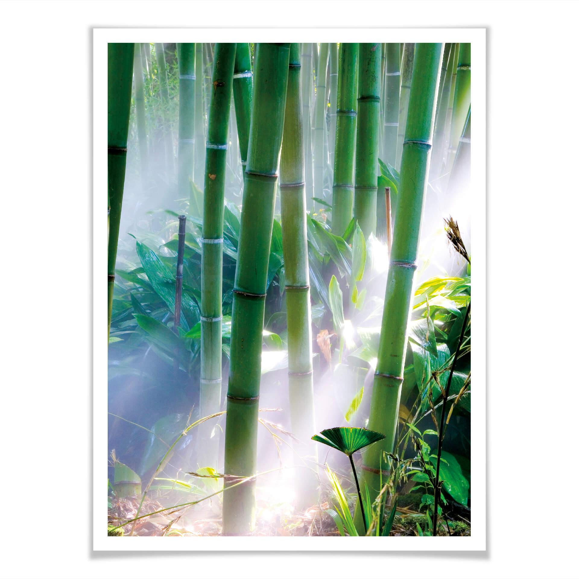 Plakat - Bamboo Forest - Detail