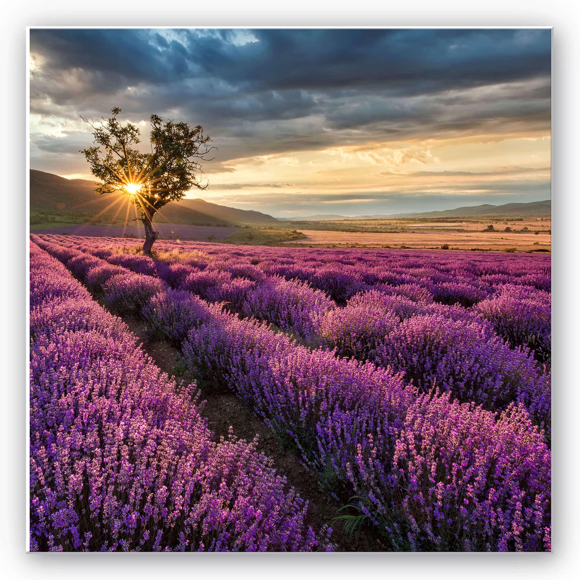 Tableau Forex - Floraison de lavande en Provence - format carré