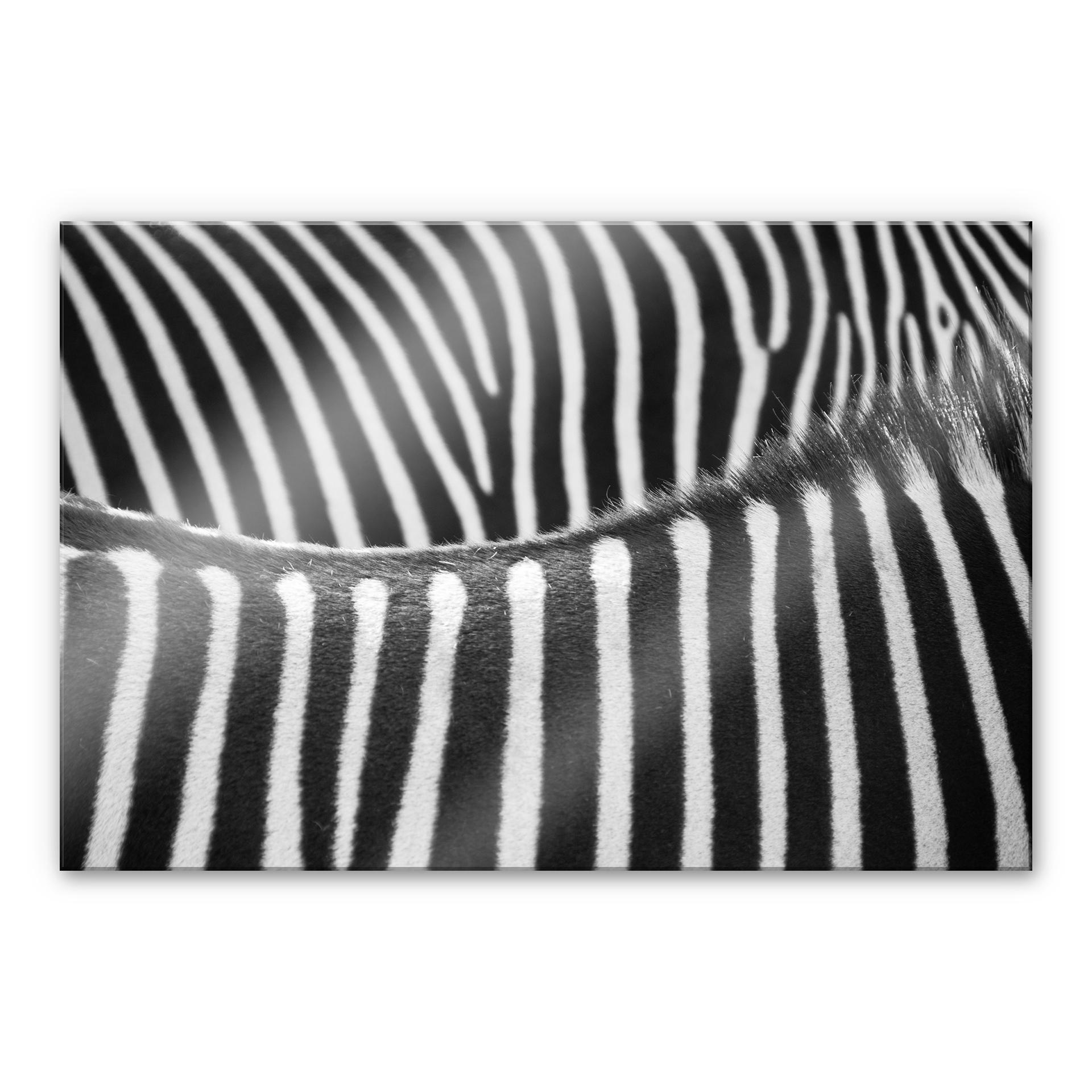 Akrylbillede Zebra Print