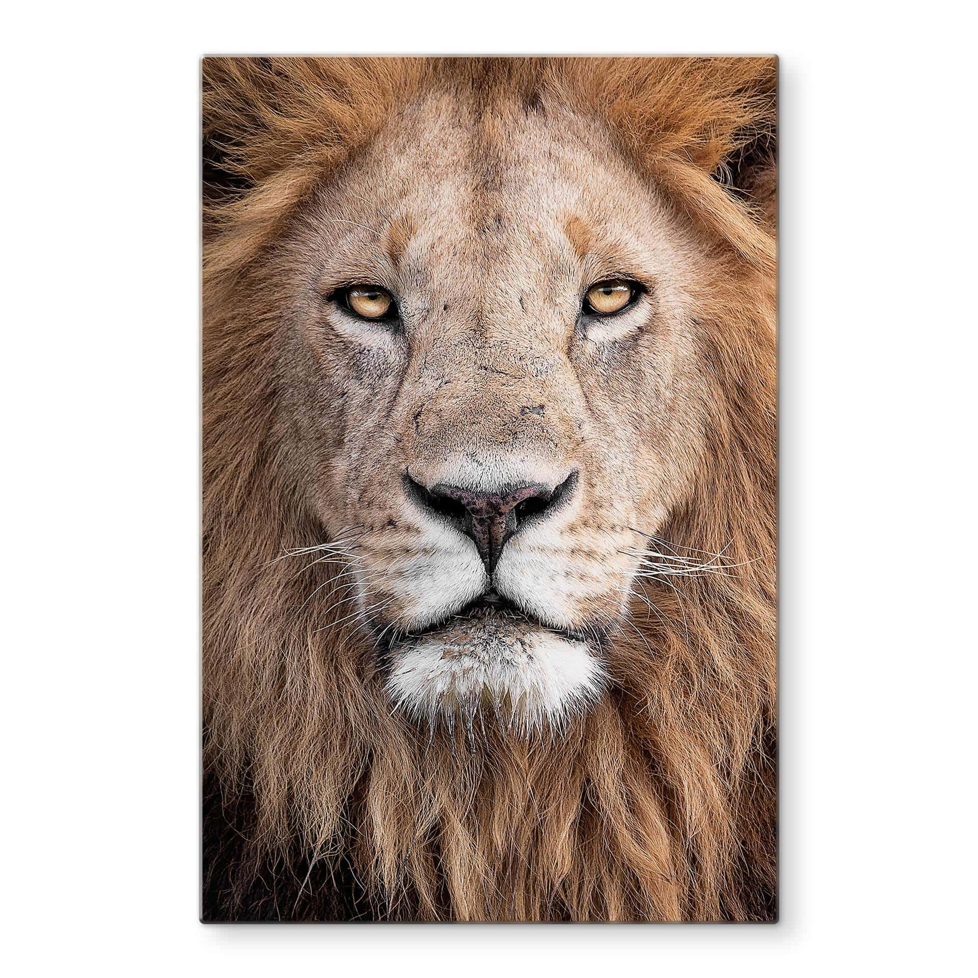 Tableau sur verre van Duijn - Regard du lion