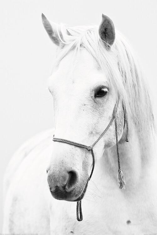 Poster white horse 61x91,5 cm