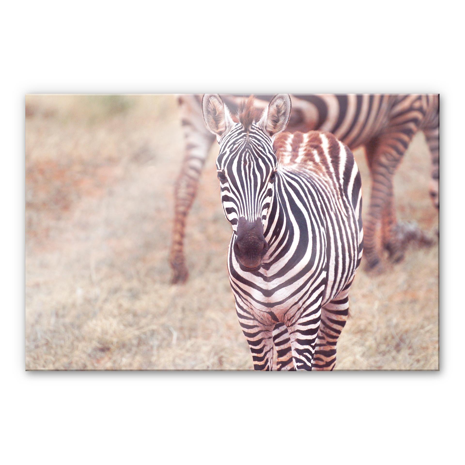 Akrylbillede af zebraføl