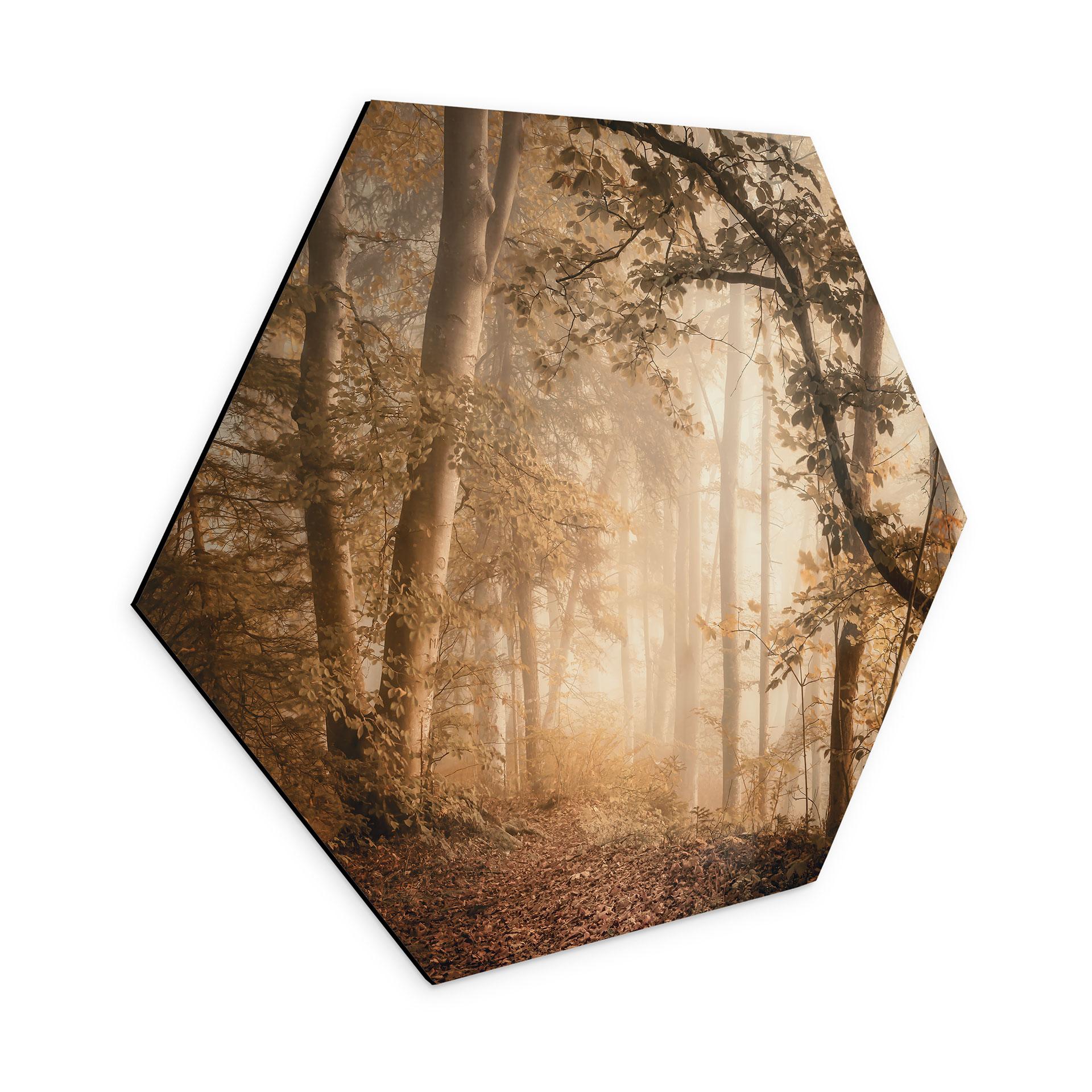 Hexagon Dibond Skov i morgentåge - Maier