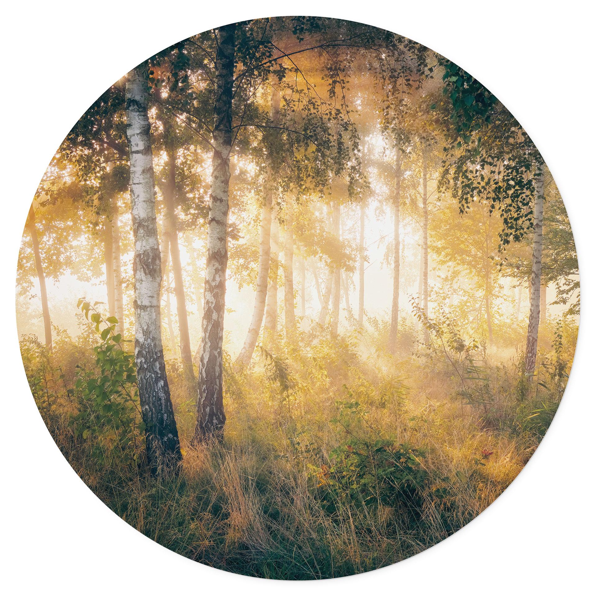 Vinilo decorativo Sol en el bosque de abedules - Kado - Redondo