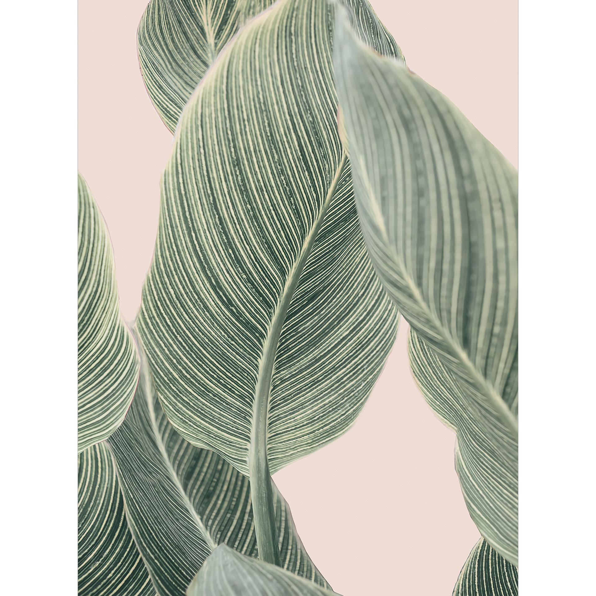 Fotobehang Calathea plant - Sisi & Seb