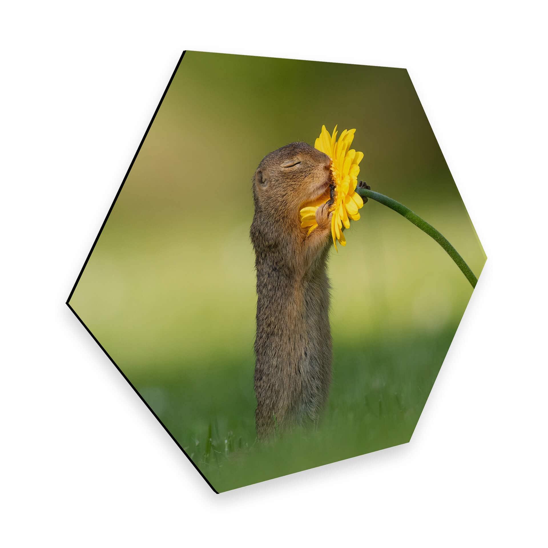 Hexagon Ali-Dubond - van Duijn - Egern dufter til blomst