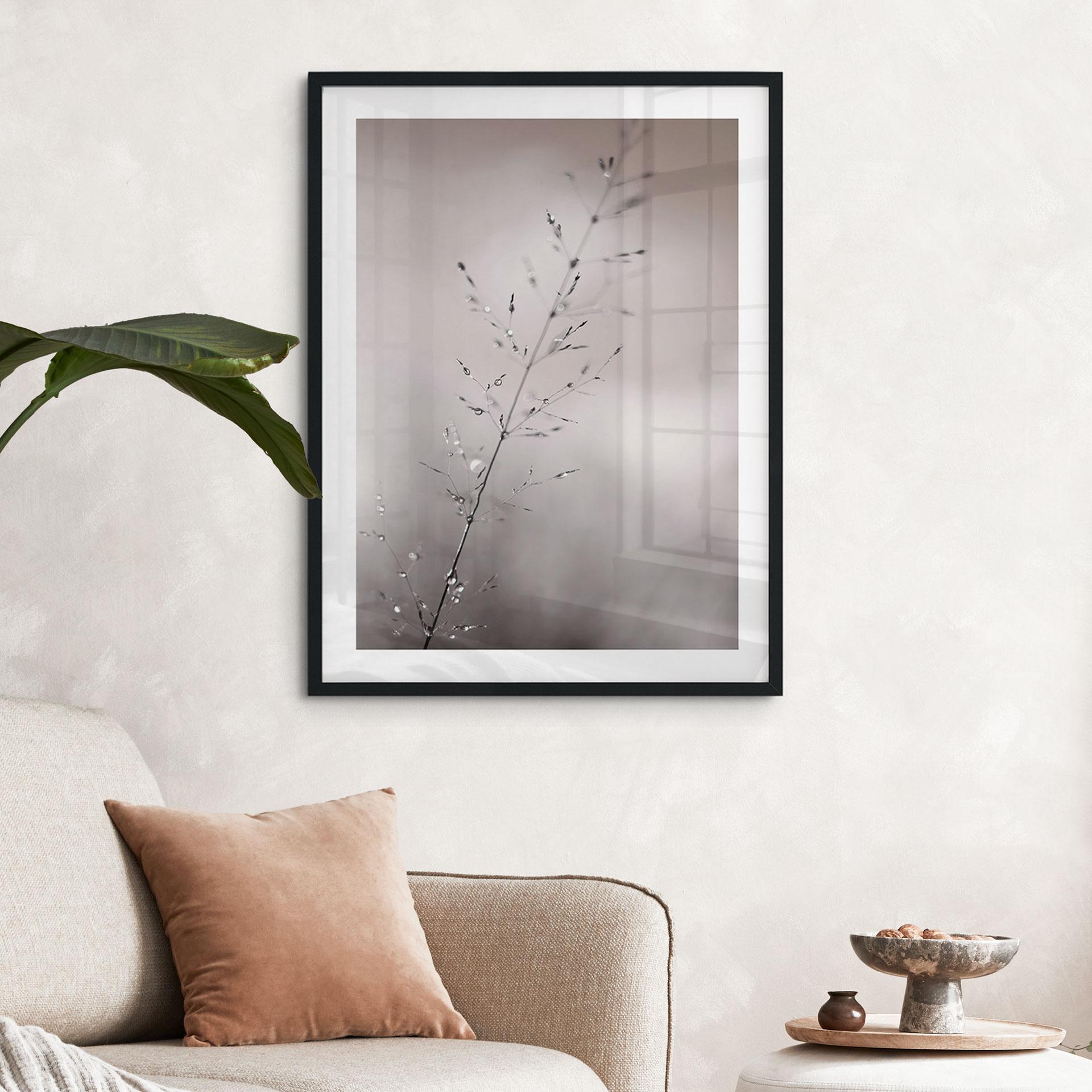 Plakat med naturmotiv - Græsstrå med dugdråber - Sillen