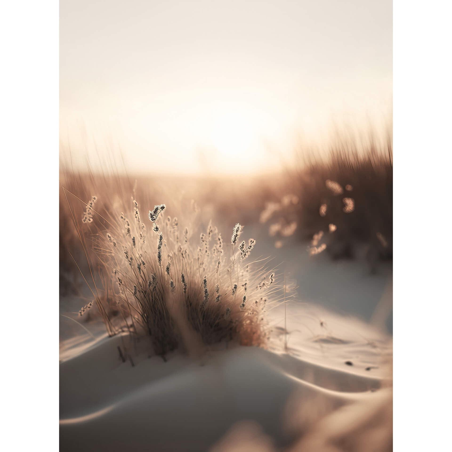 Fotobehang Treechild - Zonsondergang in de Duinen