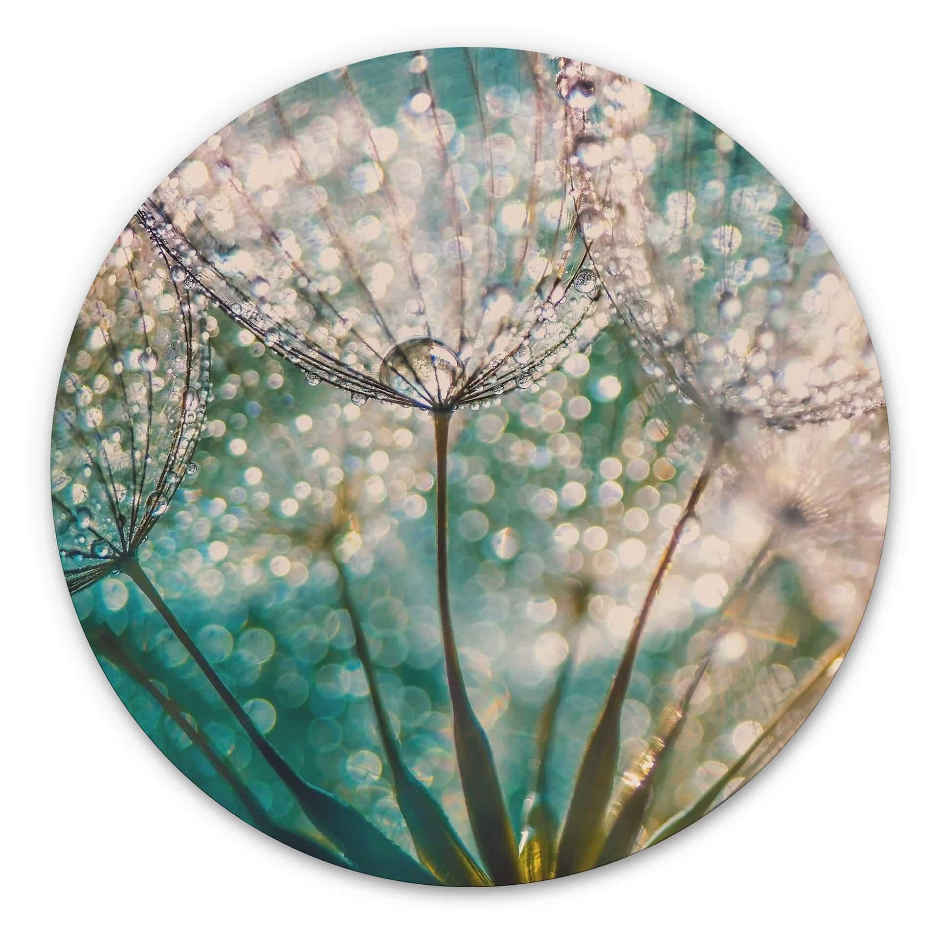 Tableau sur alu-Dibond Delgado - Pissenlit scintillant - Rond