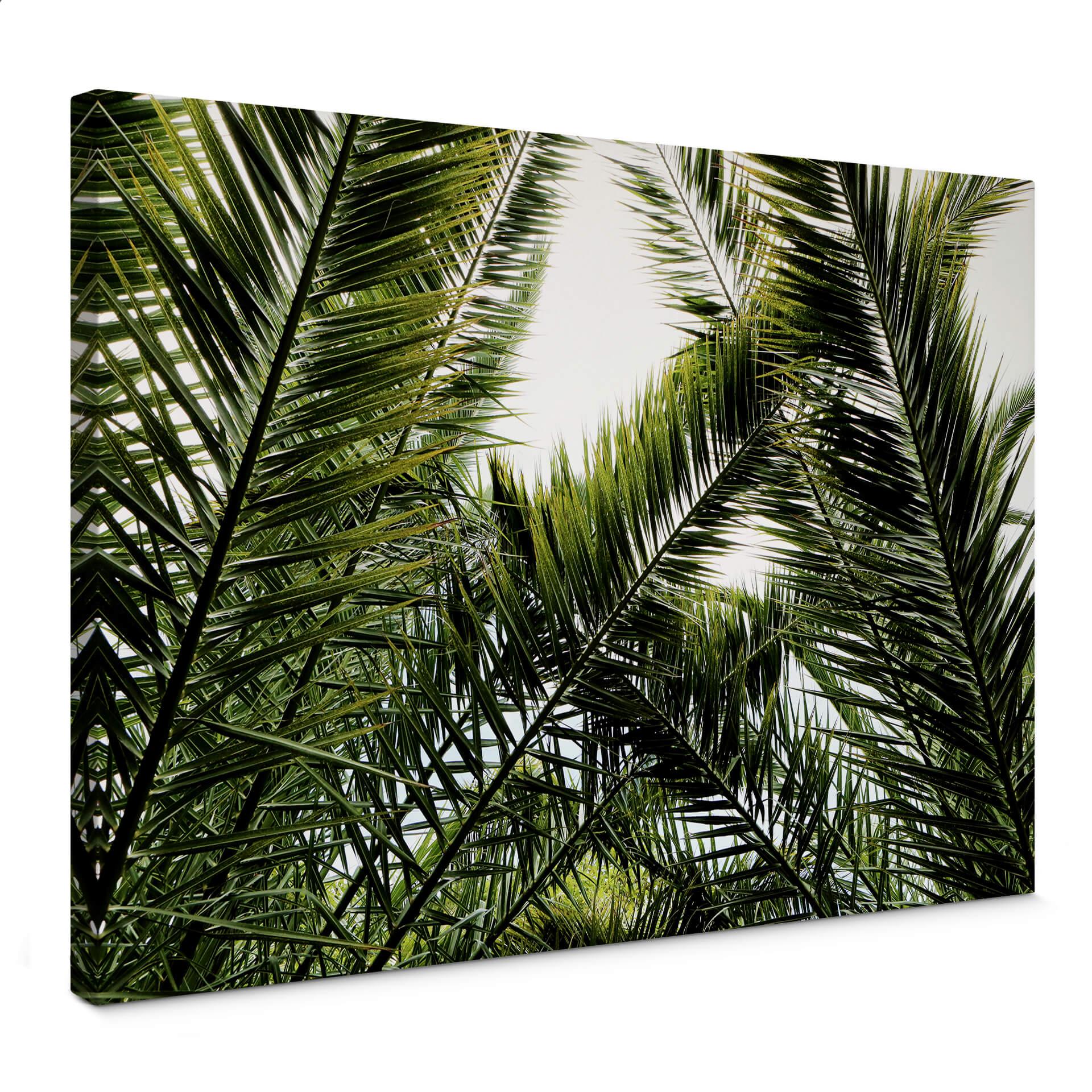 Lienzo palmera datilera