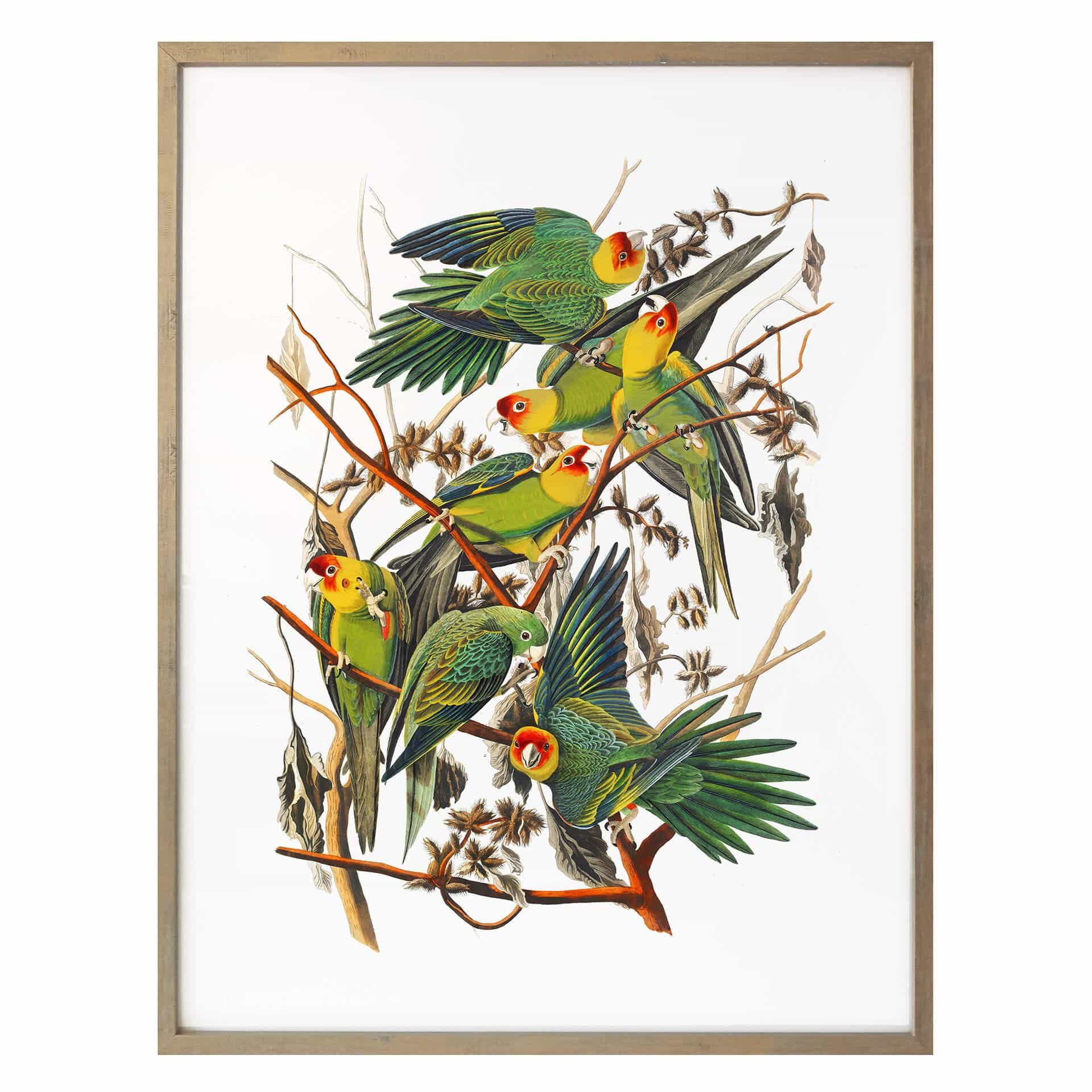 Póster loros