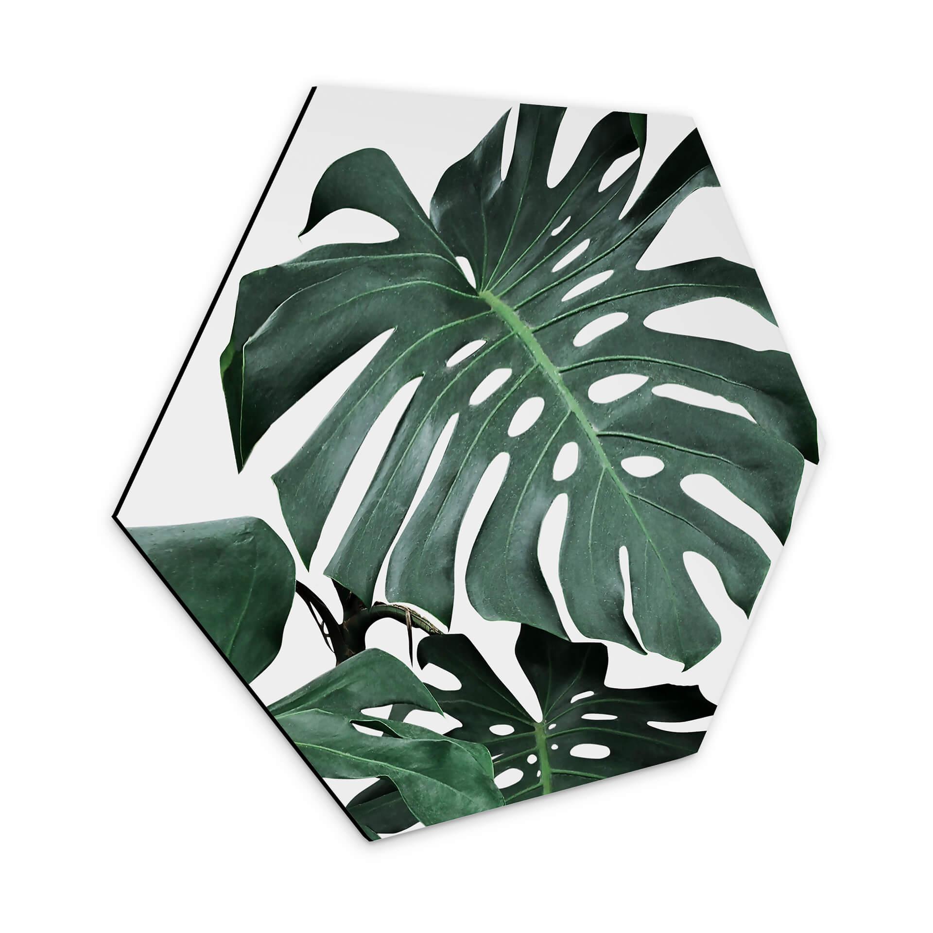 Hexagon Dibond Sisi & Seb - Monstera
