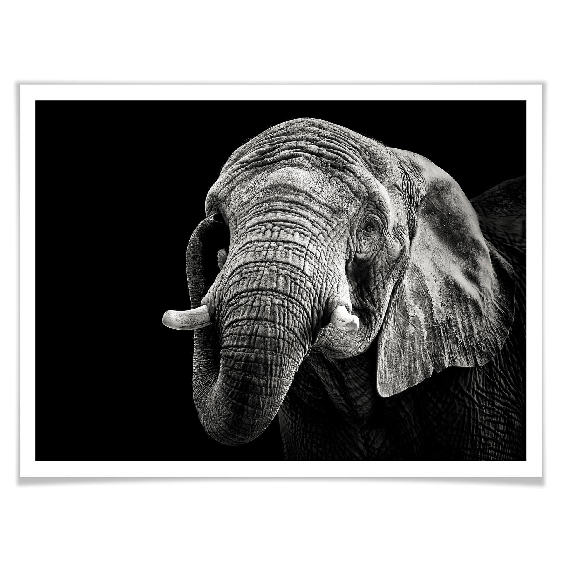 Poster Meermann - Der Elefant