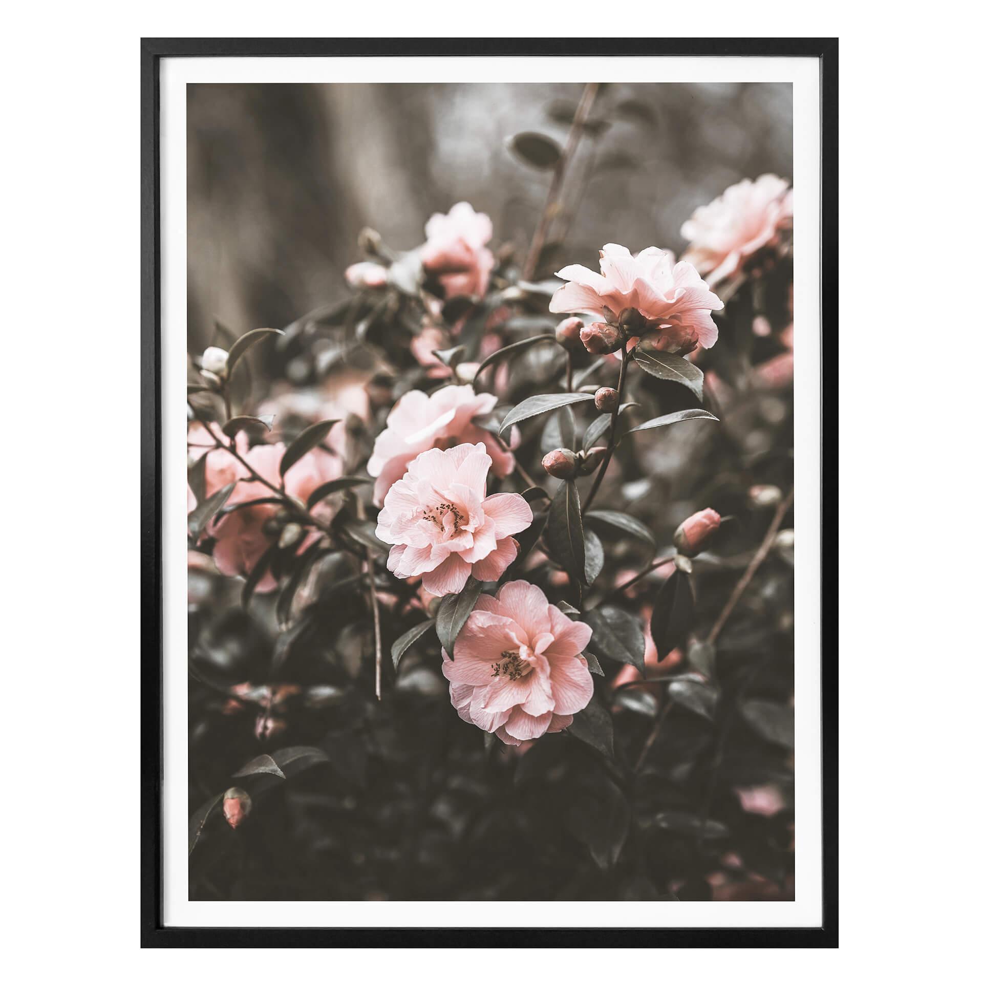 Poster Annie - Rosenbuske