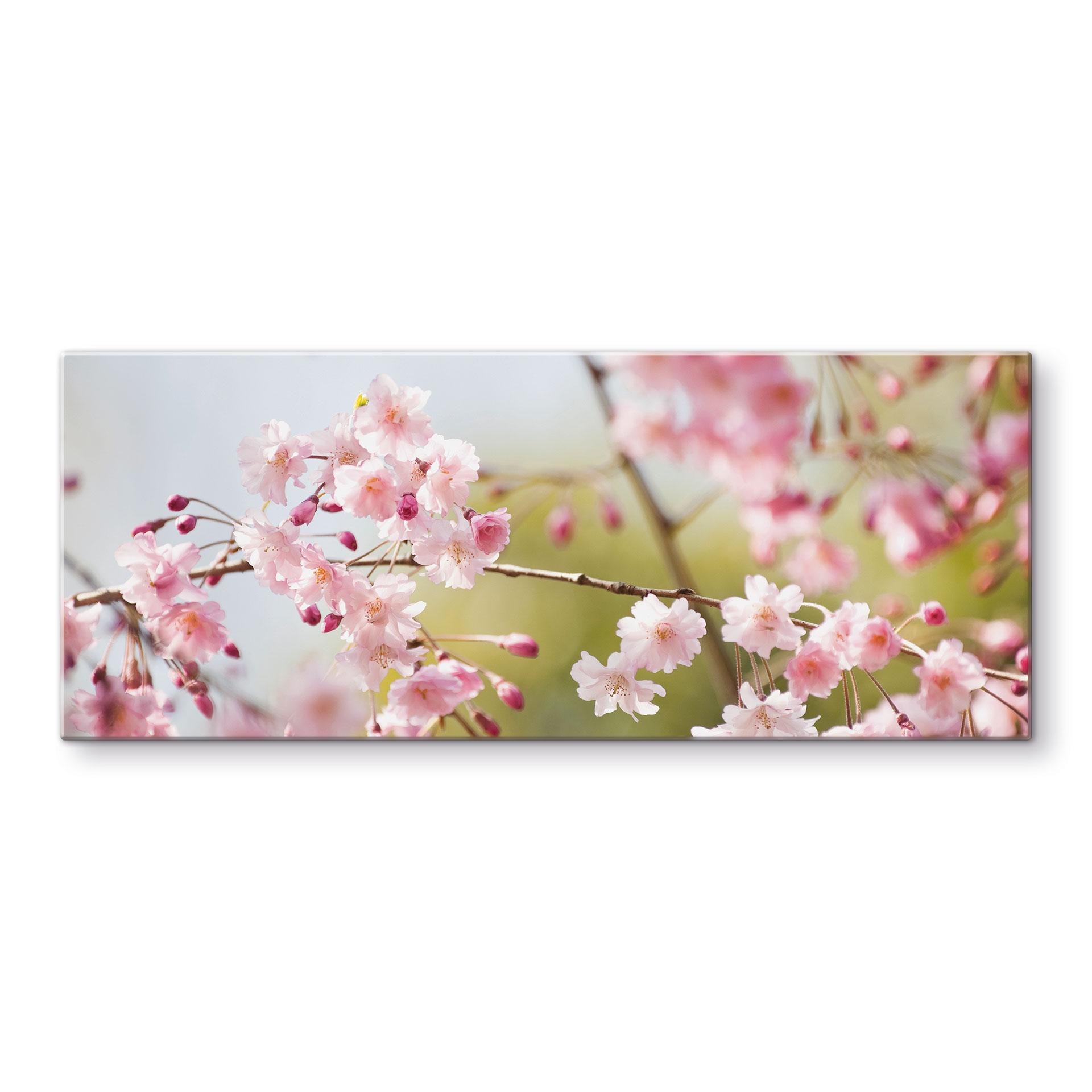 Kirsebærblomster panorama - Stænkplade