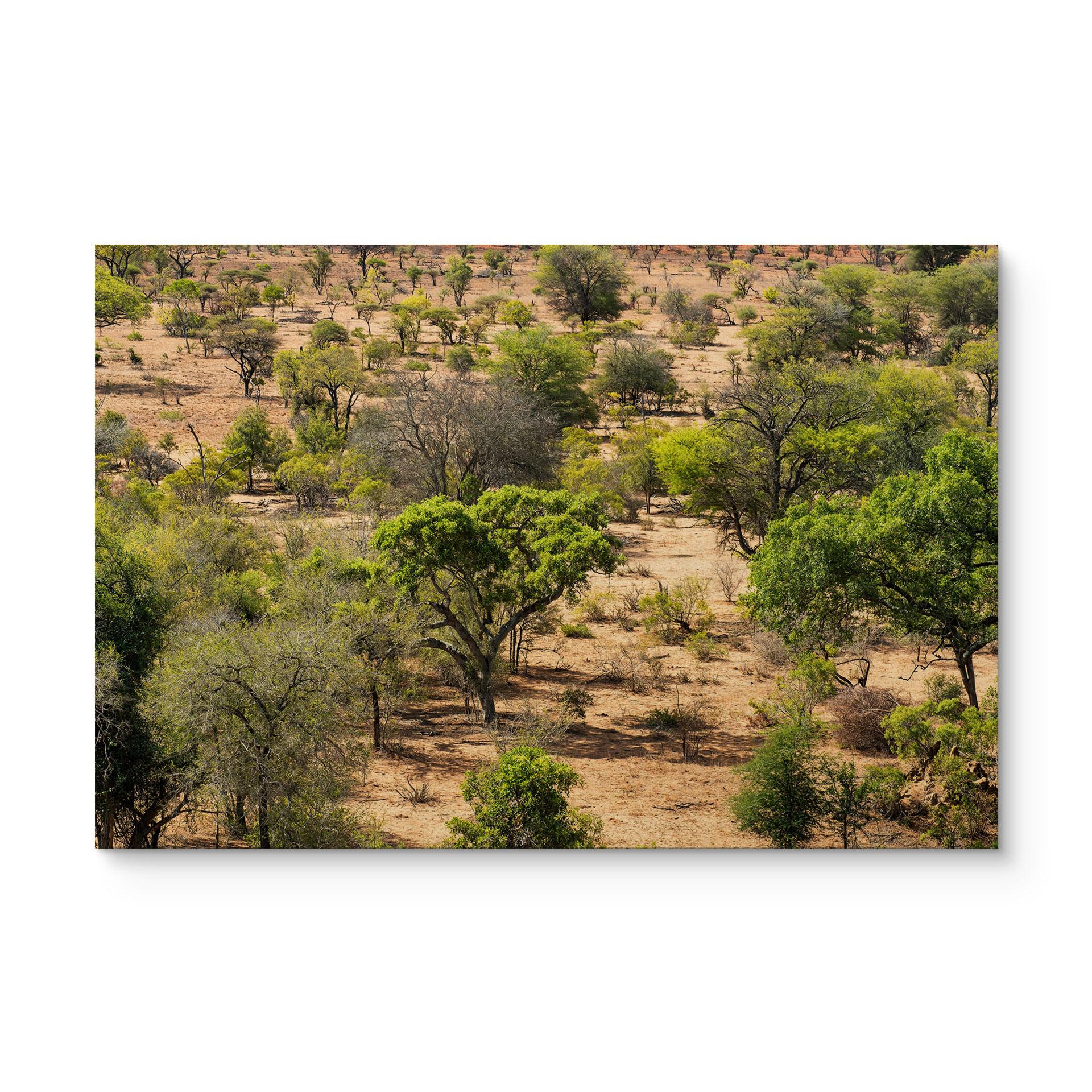 Billede af træ savannelandskab i Afrika - Hugonnard