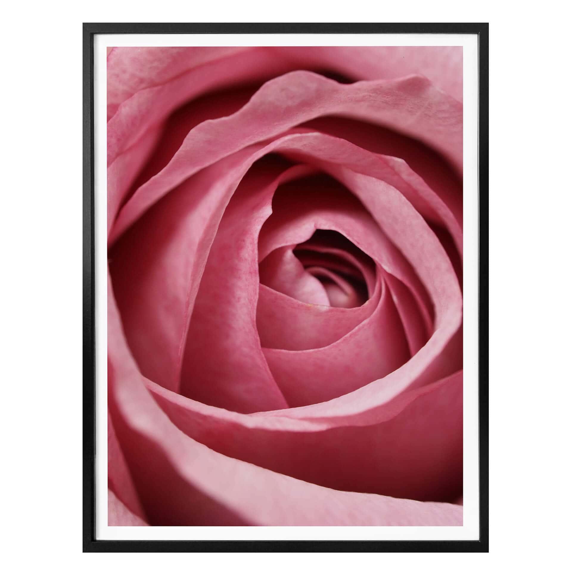 Plakat - Den rosa rose