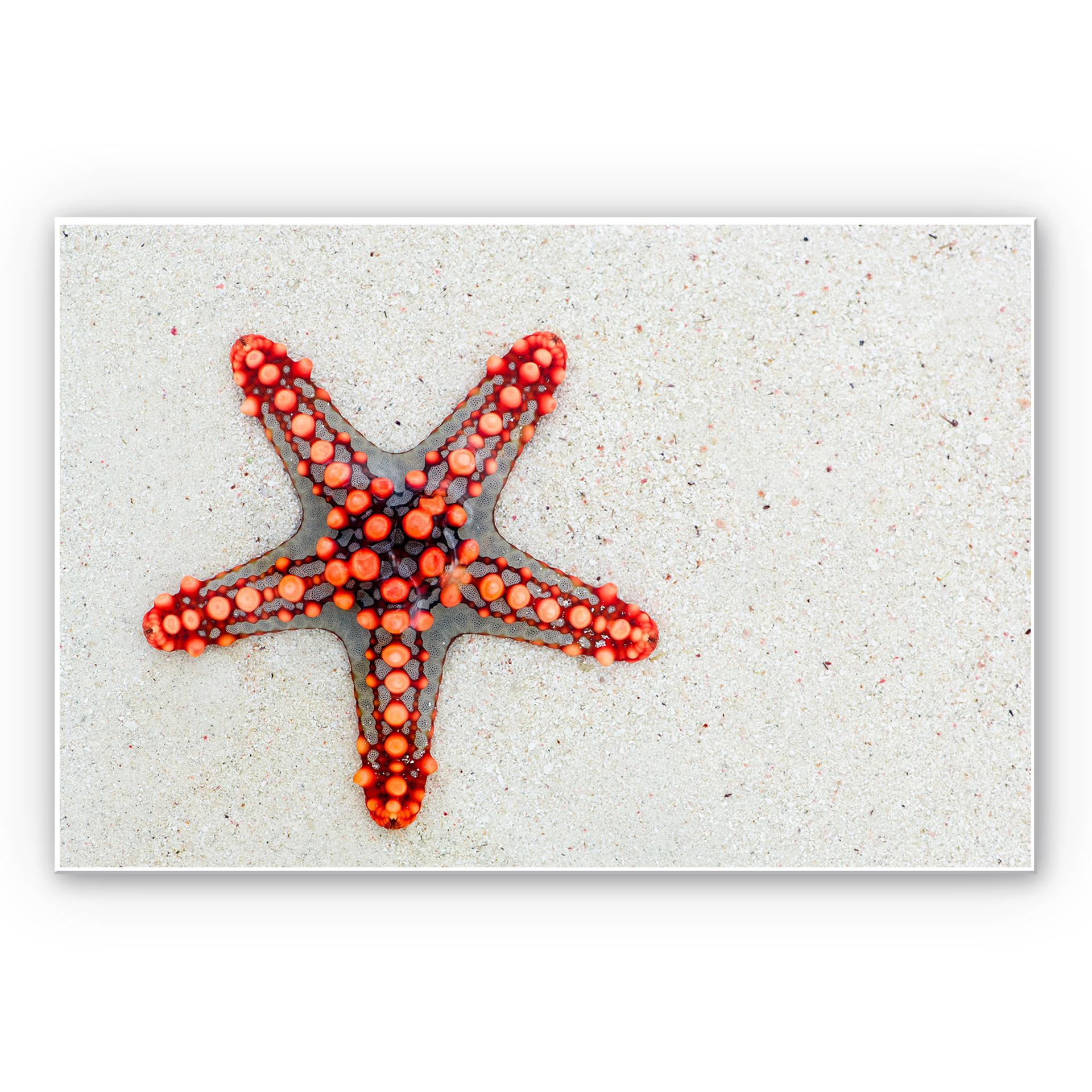 Tableau Forex - Étoile de mer lumineuse