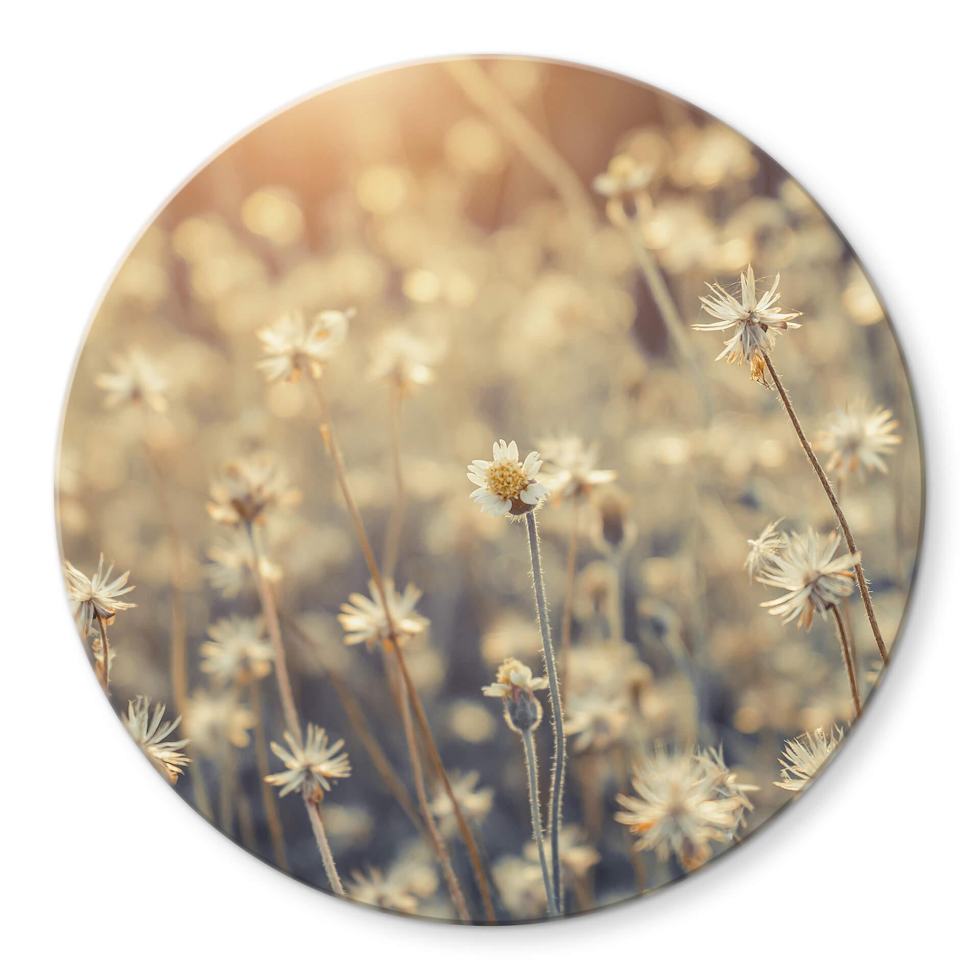Glasschilderij Rond Mexican Daisy