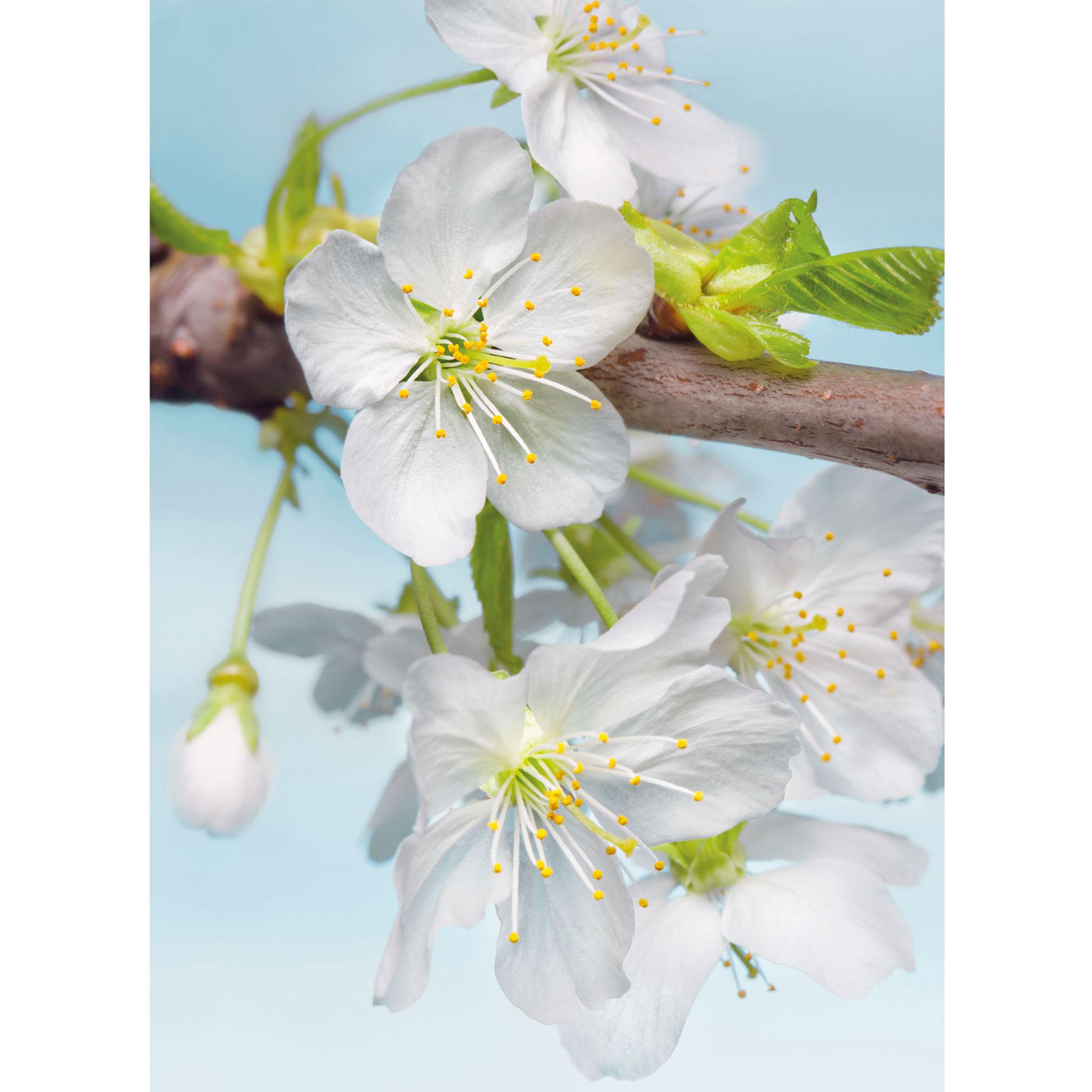 Fotobehang Vliesbehang Blossom