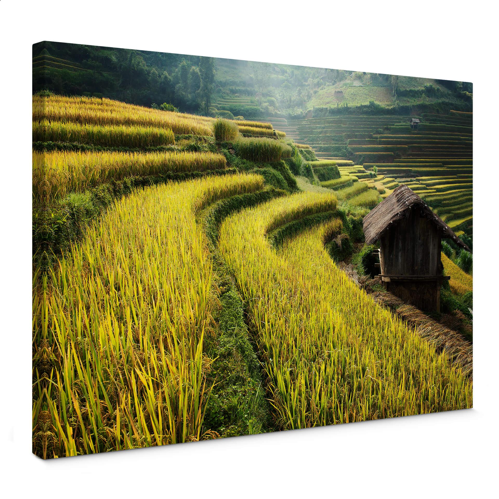 Lienzo Intarob - Arrozales en Vietnam