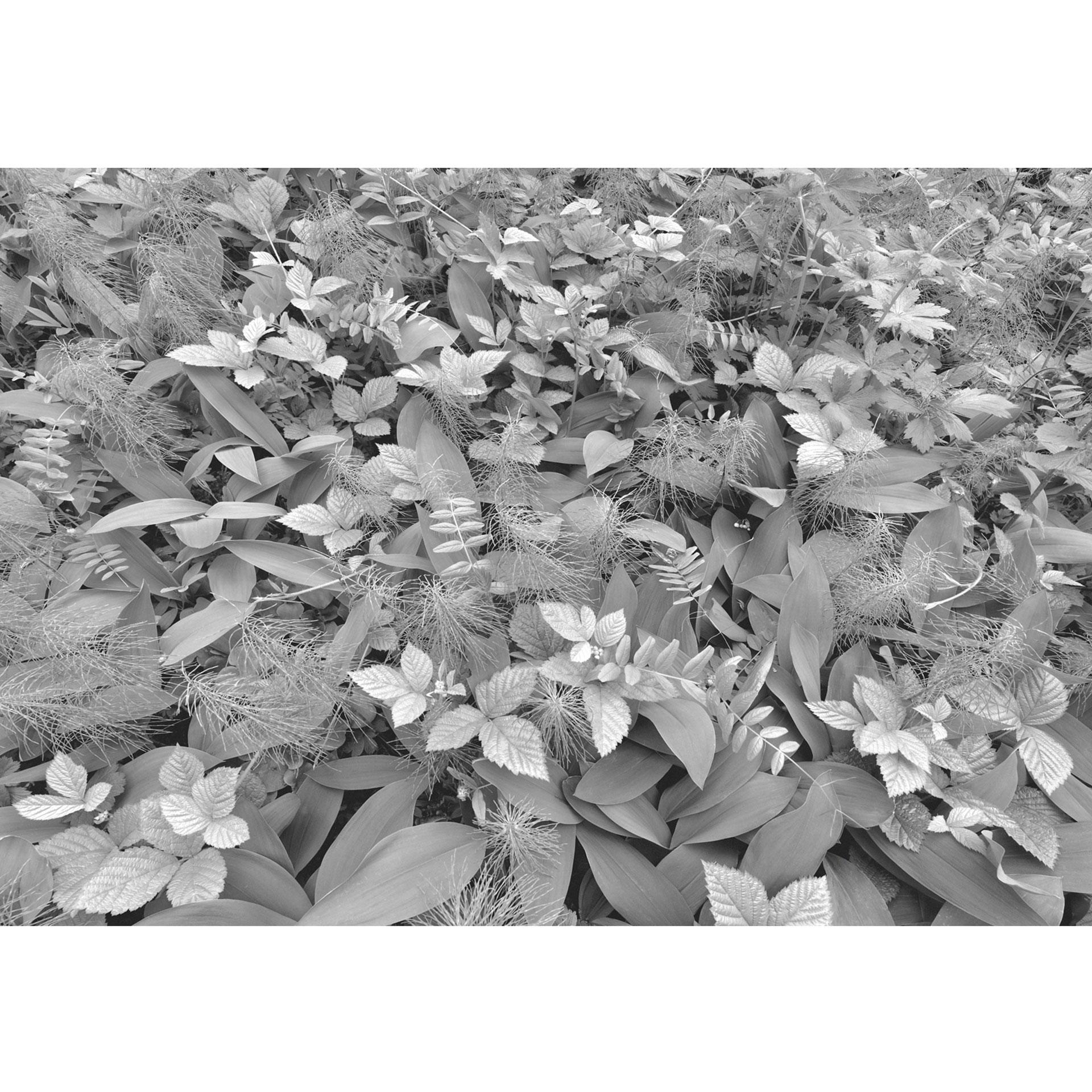 Fotobehang Forest Floor