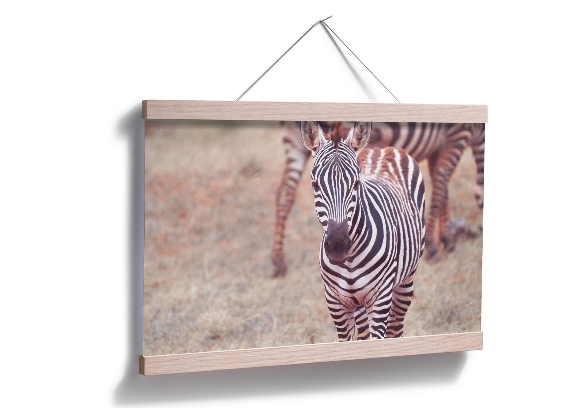 Poster - Cucciolo di zebra