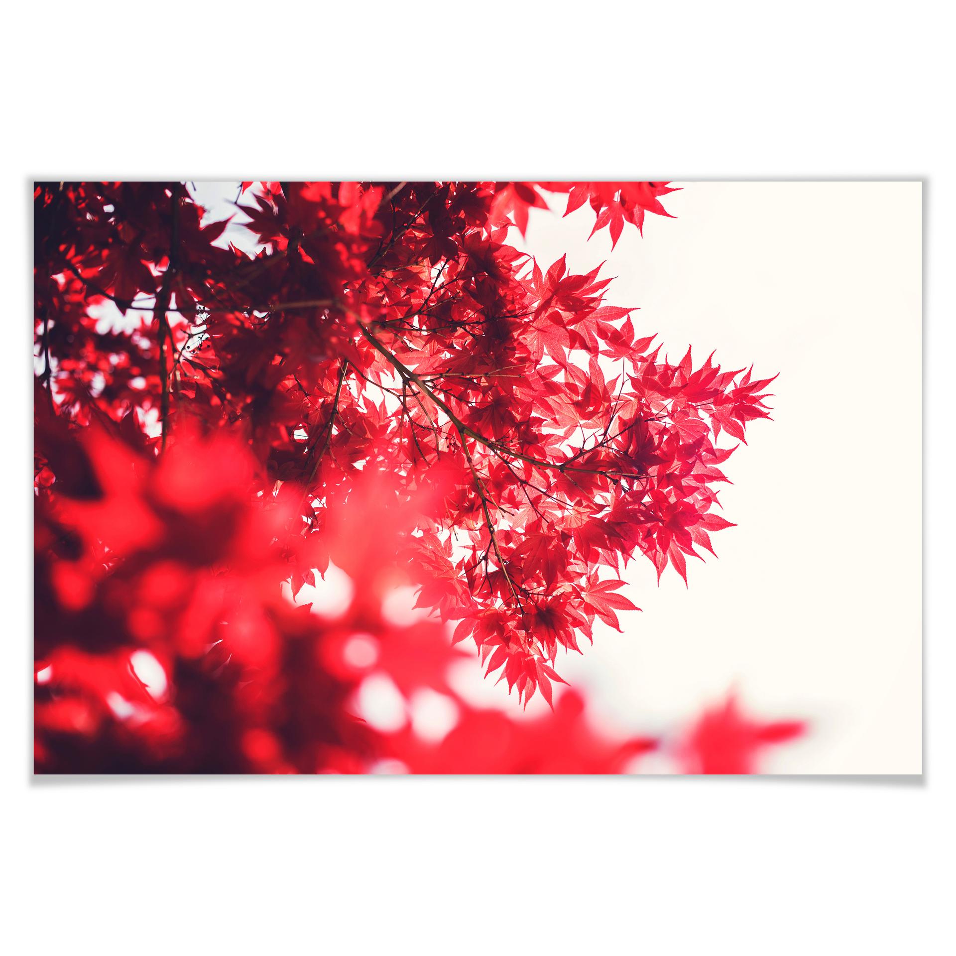 Poster - Érable en automne