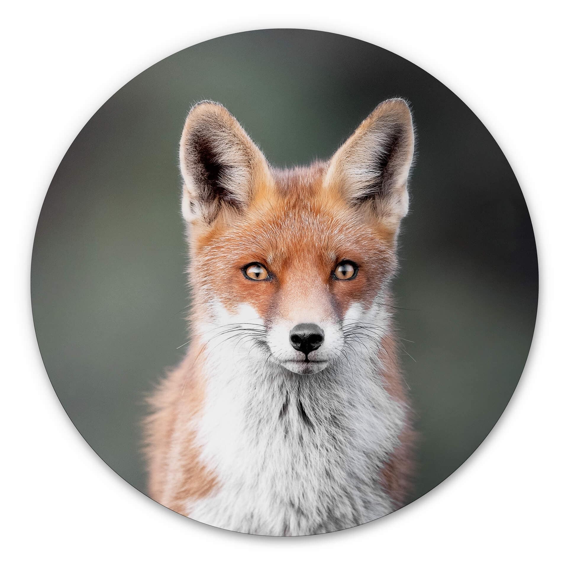 Alu-Dibond van Duijn - Yeux de renard - Rond
