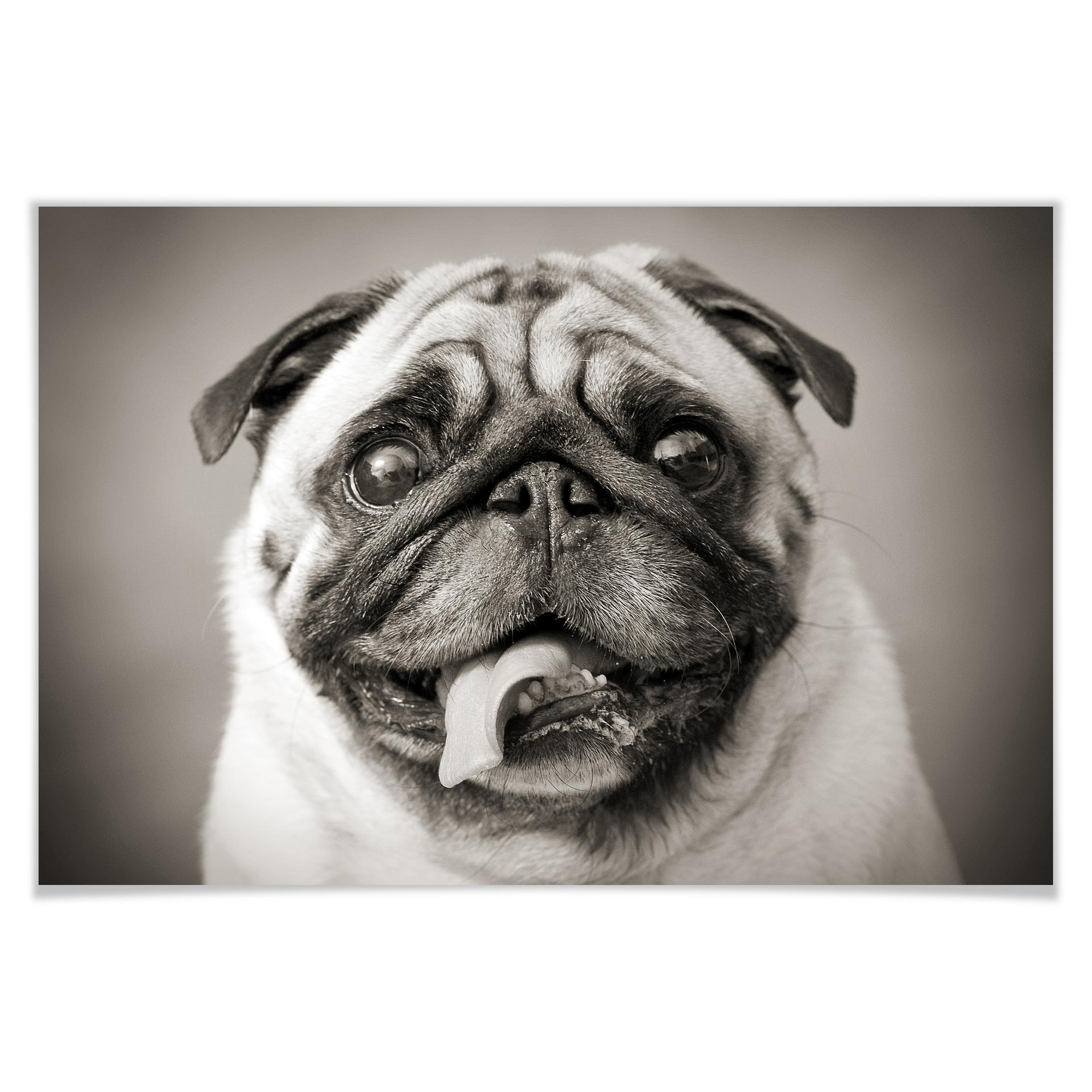 Poster - Chien bien aimé