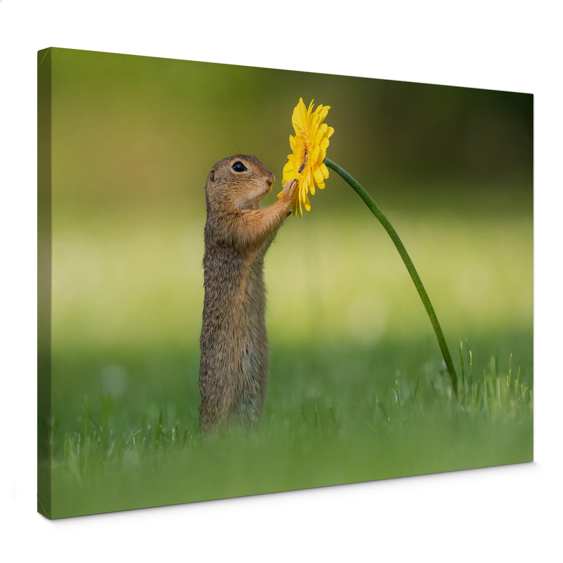 Canvastavla van Duijn - Ekorren håller i en blomma