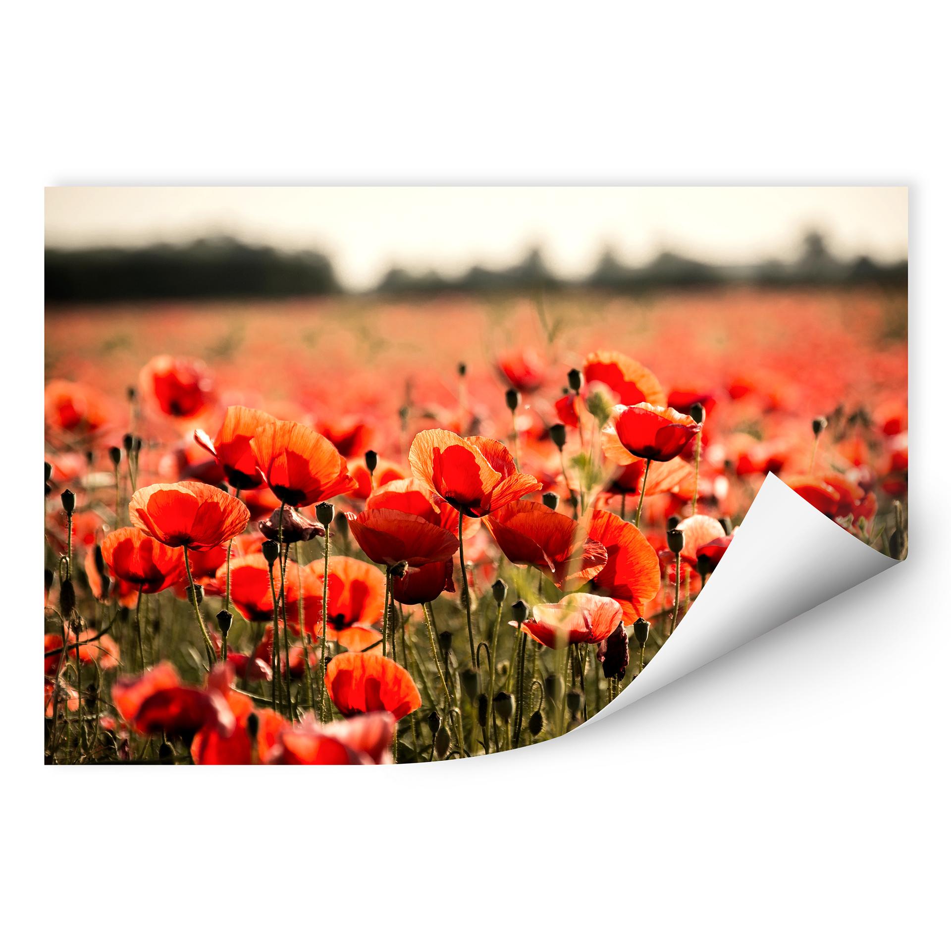 Wallprint Poppy Field