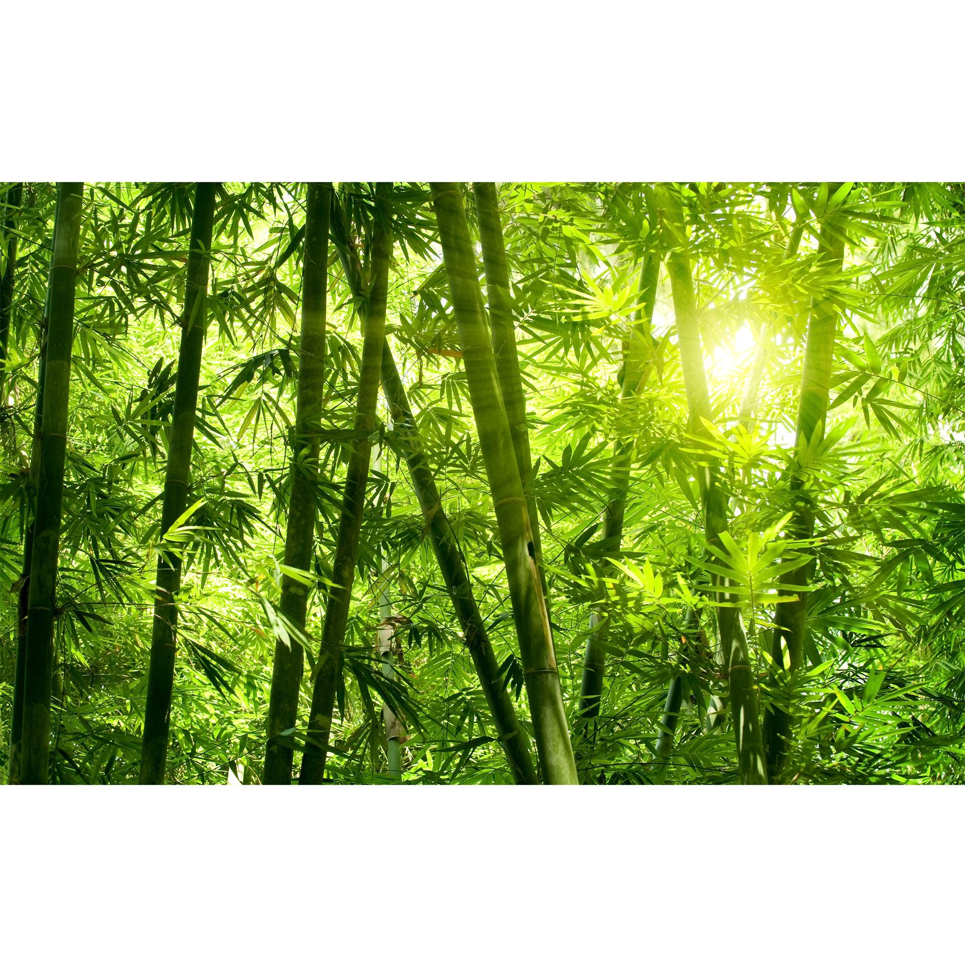 Fotobehang Zonneschijn in het Bamboebos