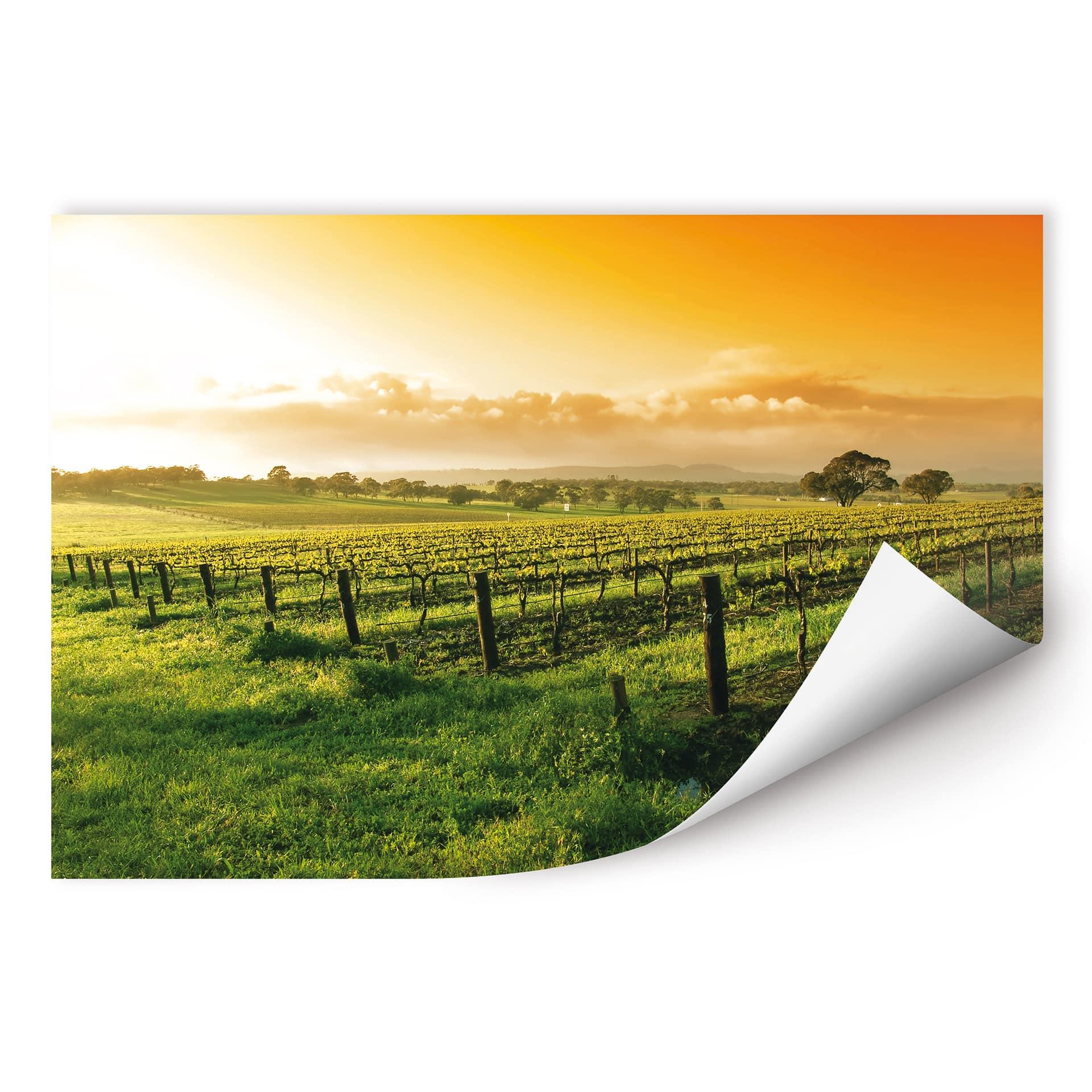 Poster autocollant - W -  Vignes au Coucher du Soleil
