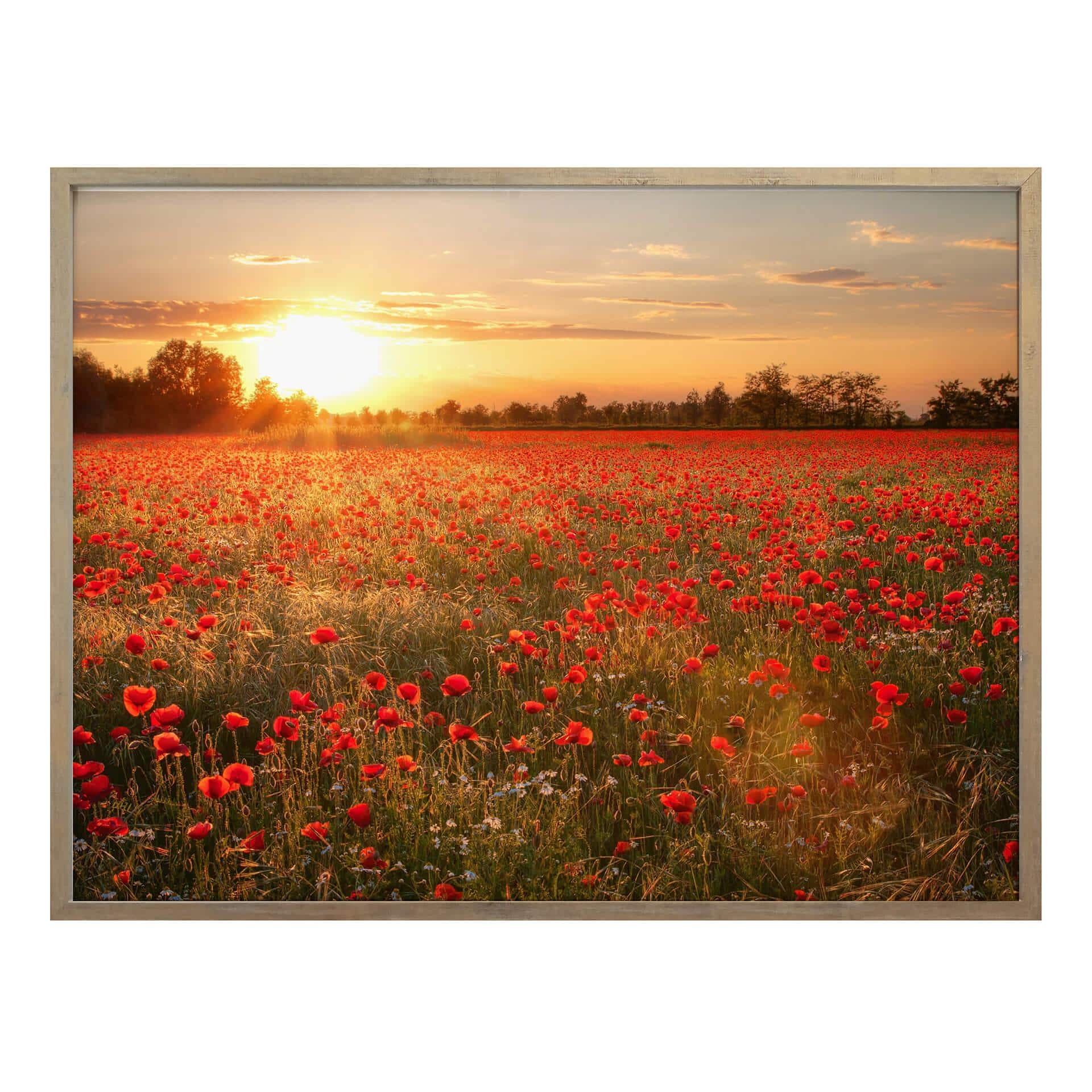 Poster - Champ de coquelicots au coucher de soleil