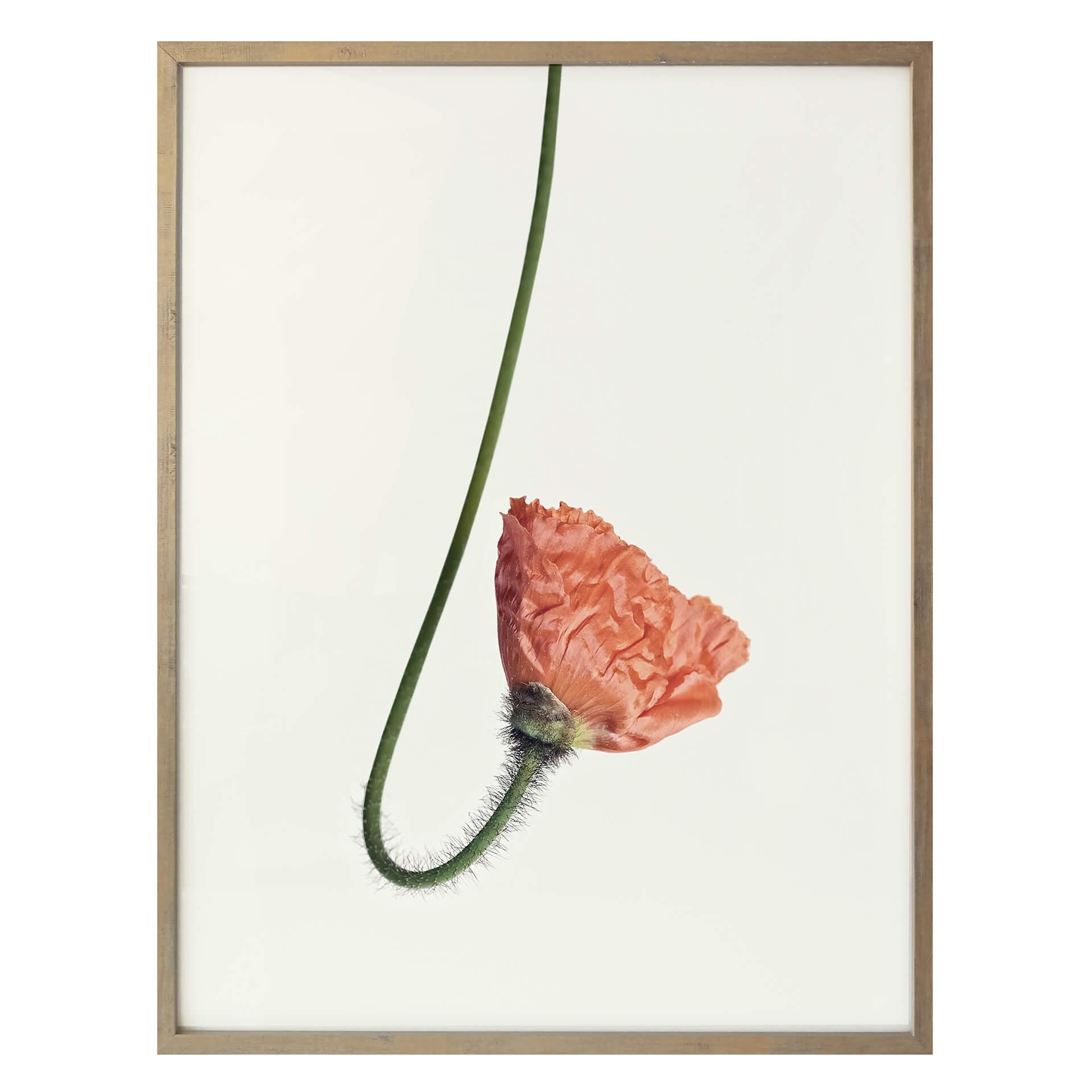 Póster La flor roja 02