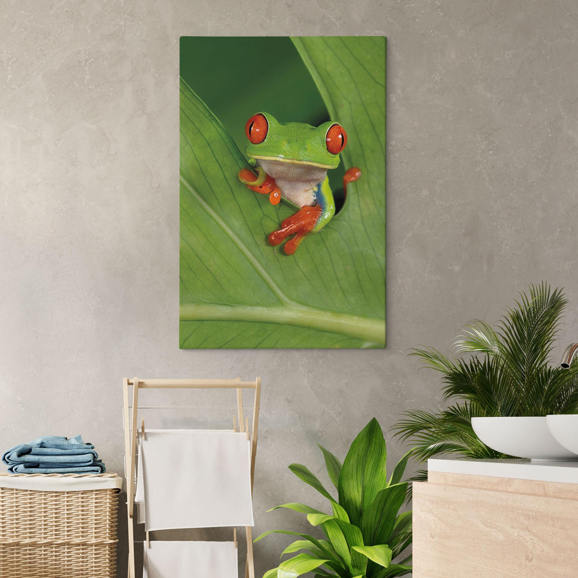 Canvasbillede Løvfrø i regnskoven - van Duijn