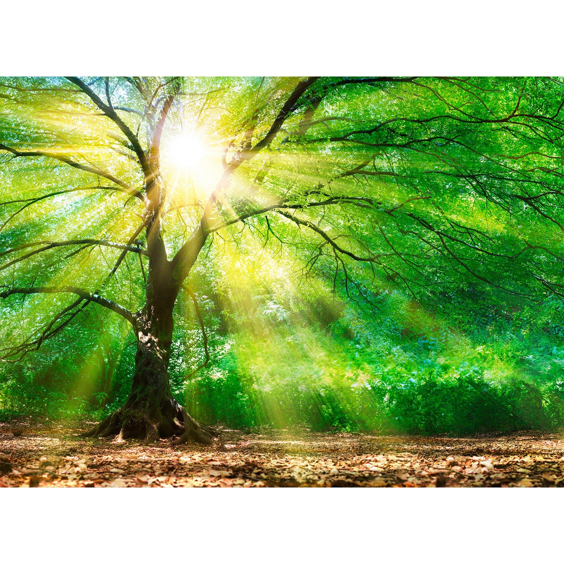 Livingwalls Fotobehang Designwalls Forest Light