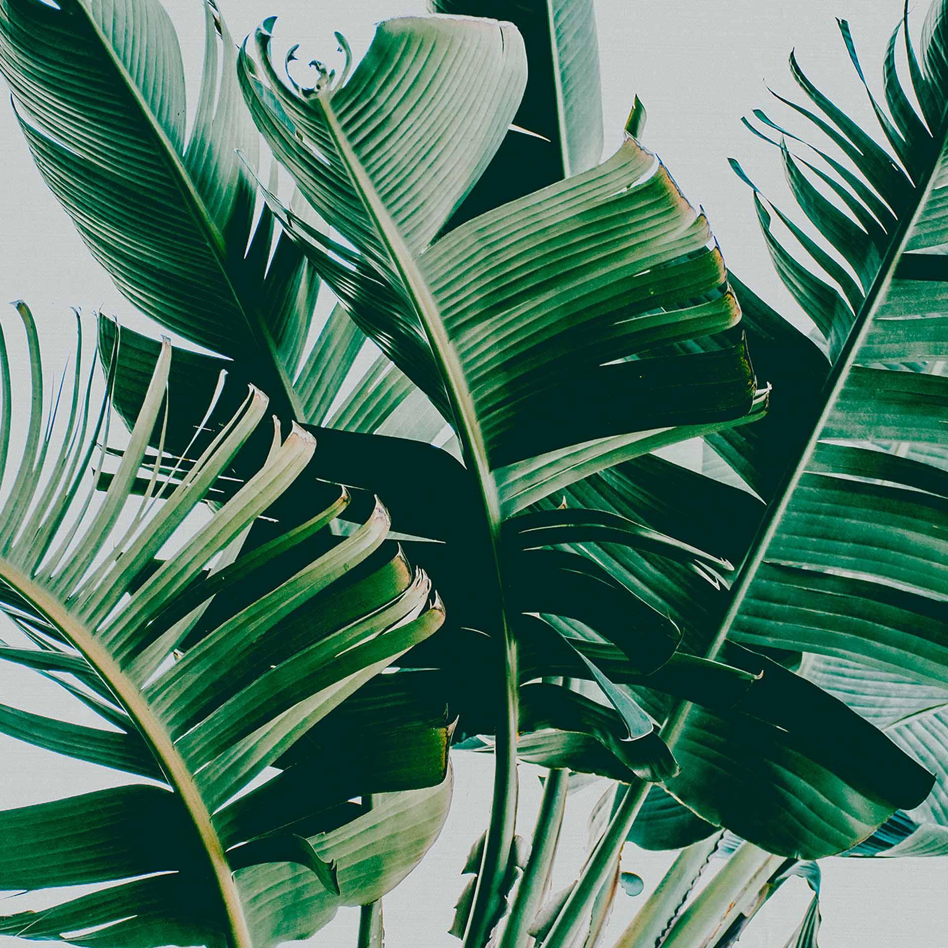 Nature PalmFronds1 behangpapier in grijsgroen - vliesbehang Designwalls 2 - 2,55 x 3,5 m