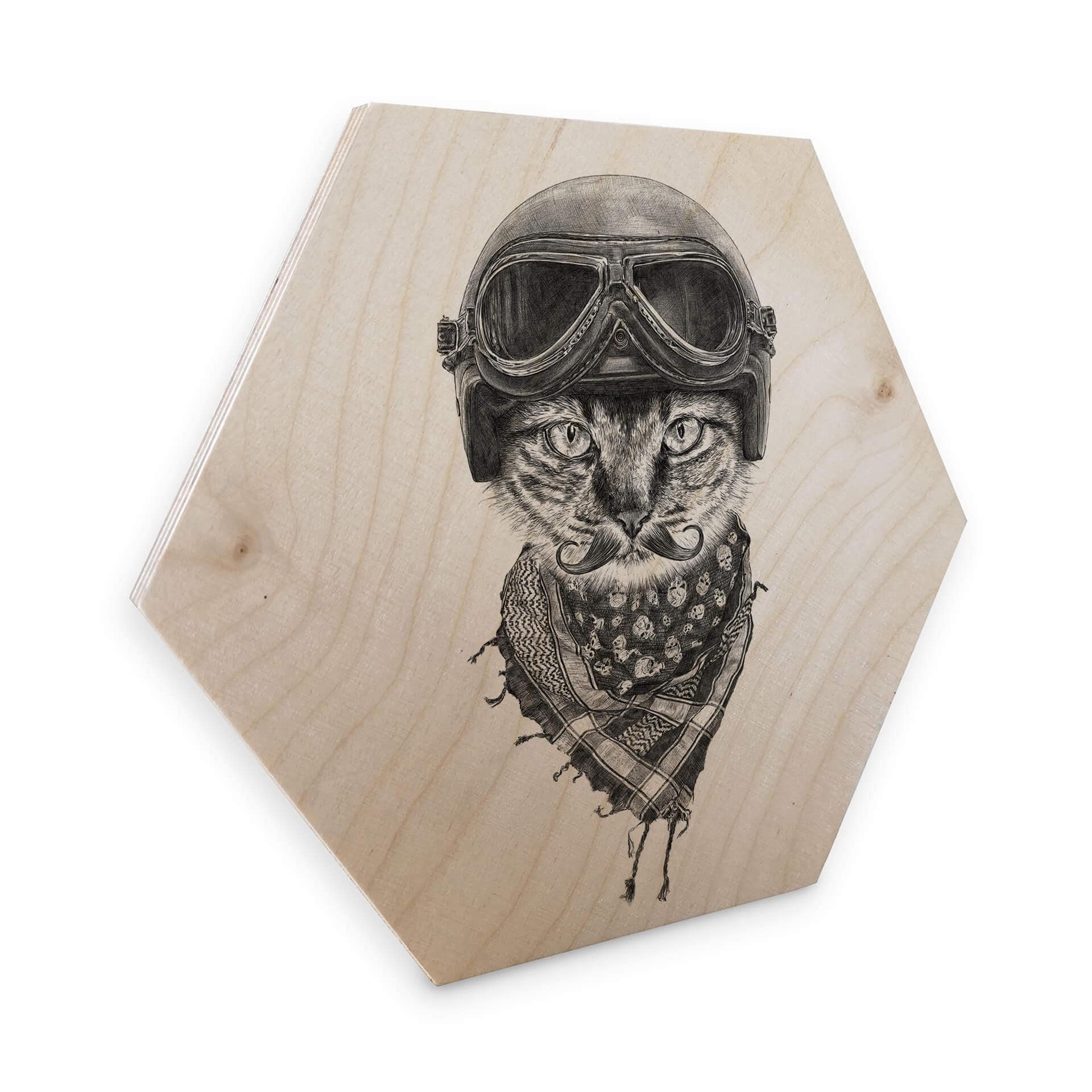 Hexagon Berkenfineer - Kools - Biker Cat