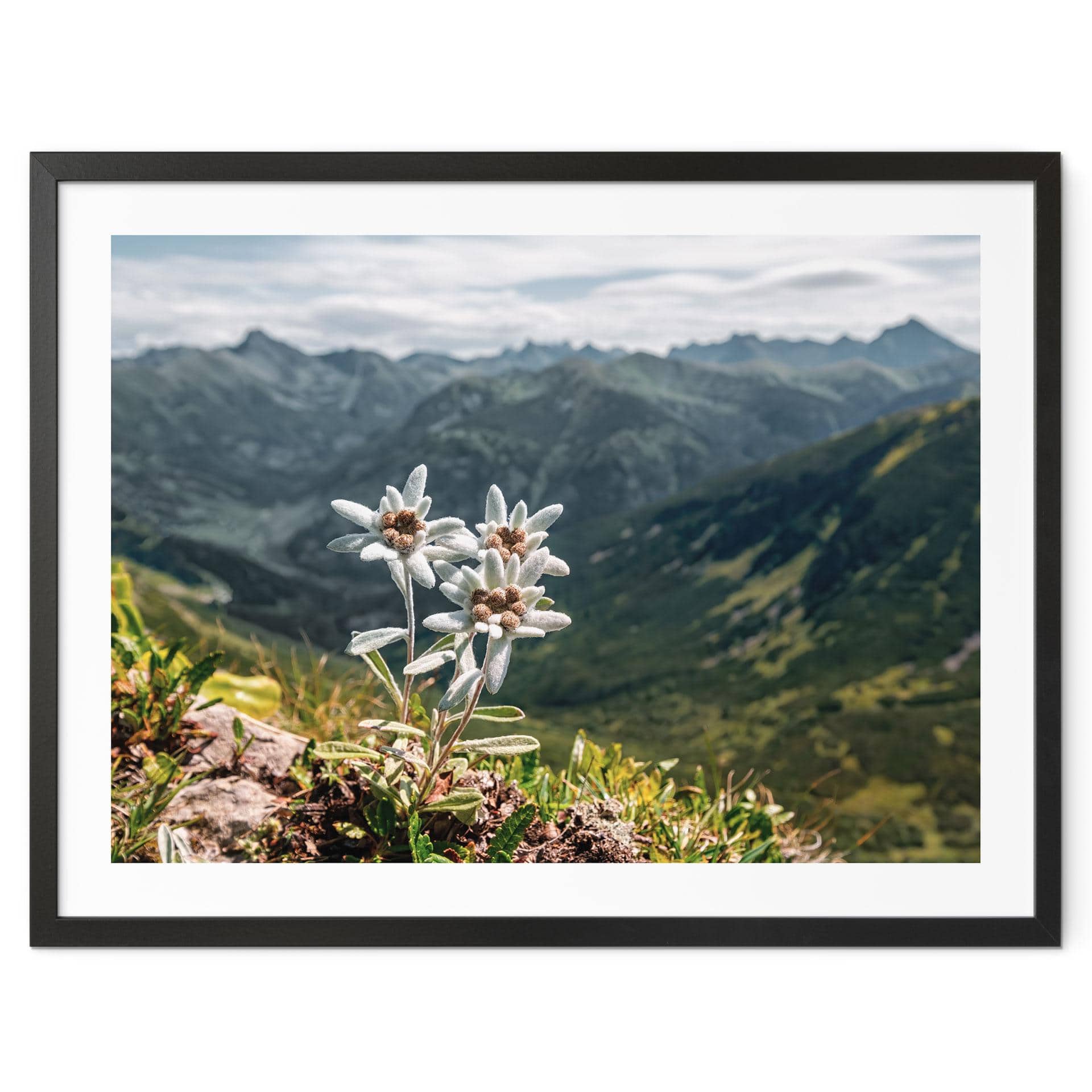 Plakat Hvid alpin edelweiss på bjerget