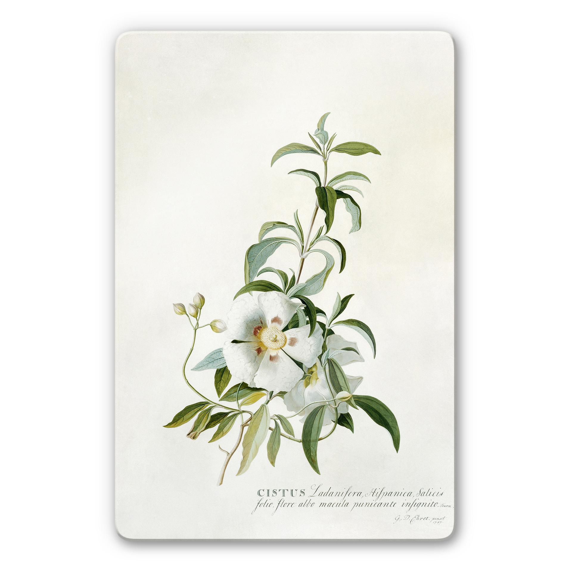 Tableau en verre - Ehret - Ciste