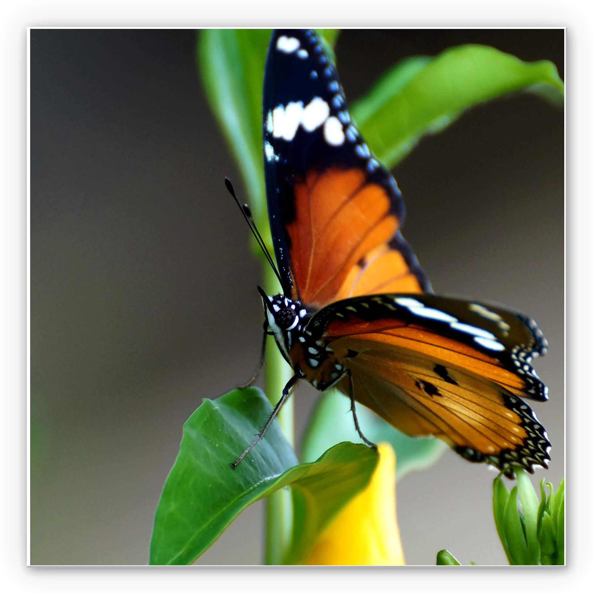 Tableau Forex - Petit papillon - format carré